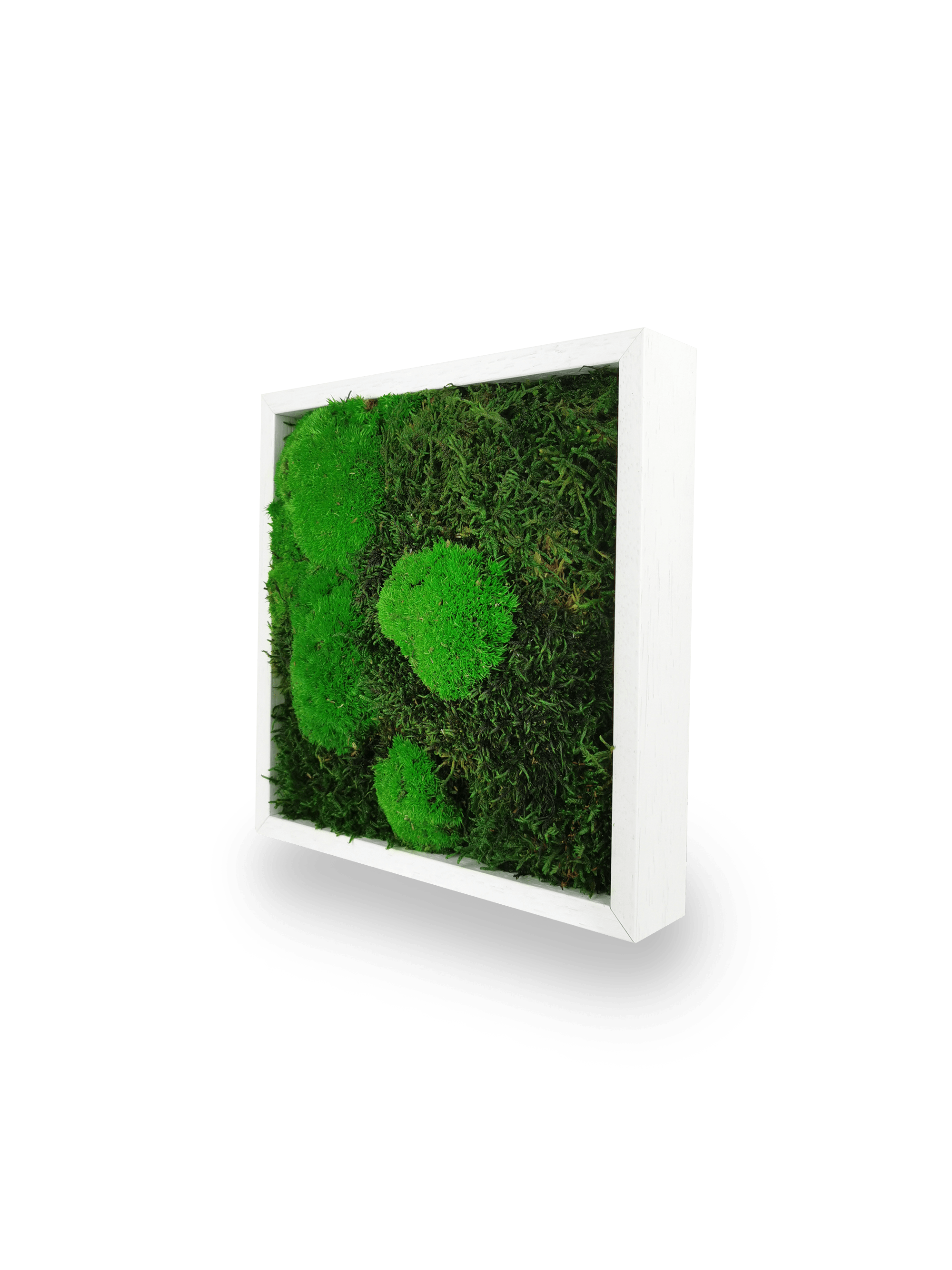 Tableau végétal naturel stabilisé Moss 22x22