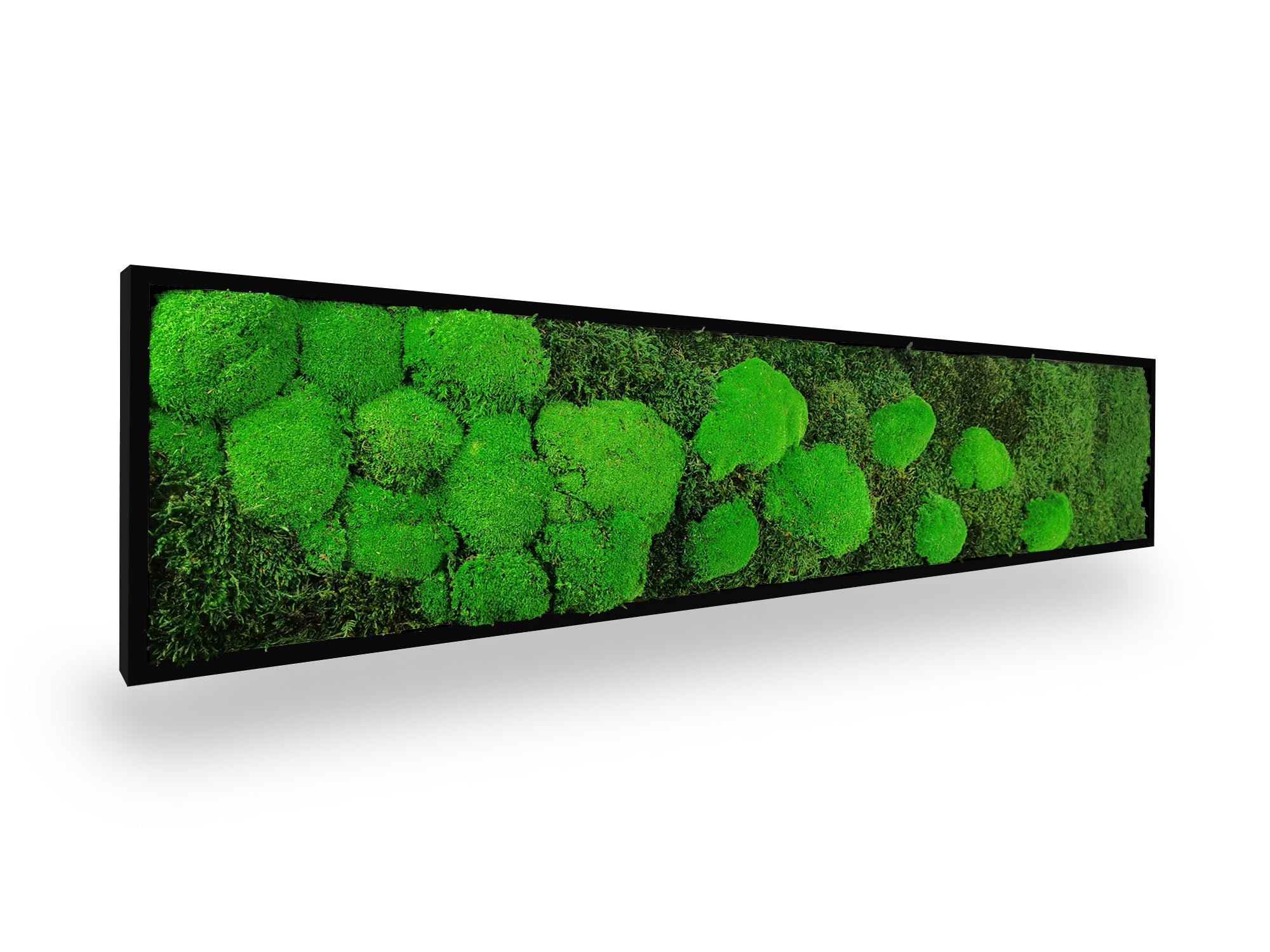 Tableau végétal naturel stabilisé Moss 25x115