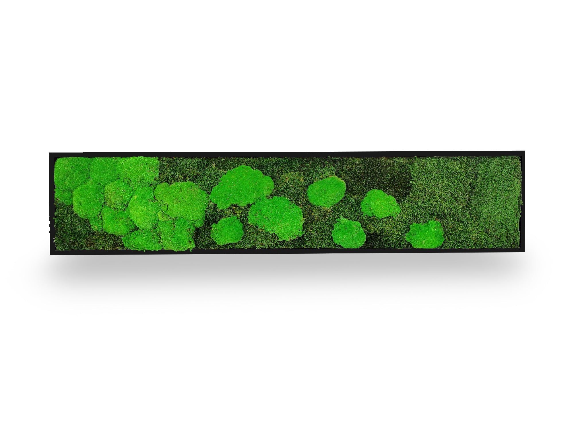 Tableau végétal naturel stabilisé Moss 25x115