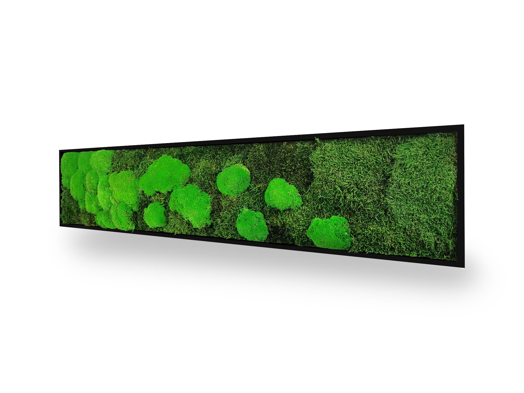 Tableau végétal naturel stabilisé Moss 25x115