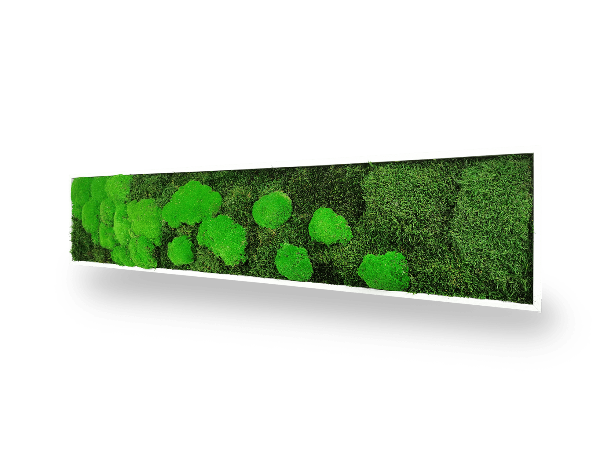 Tableau végétal naturel stabilisé Moss 25x115