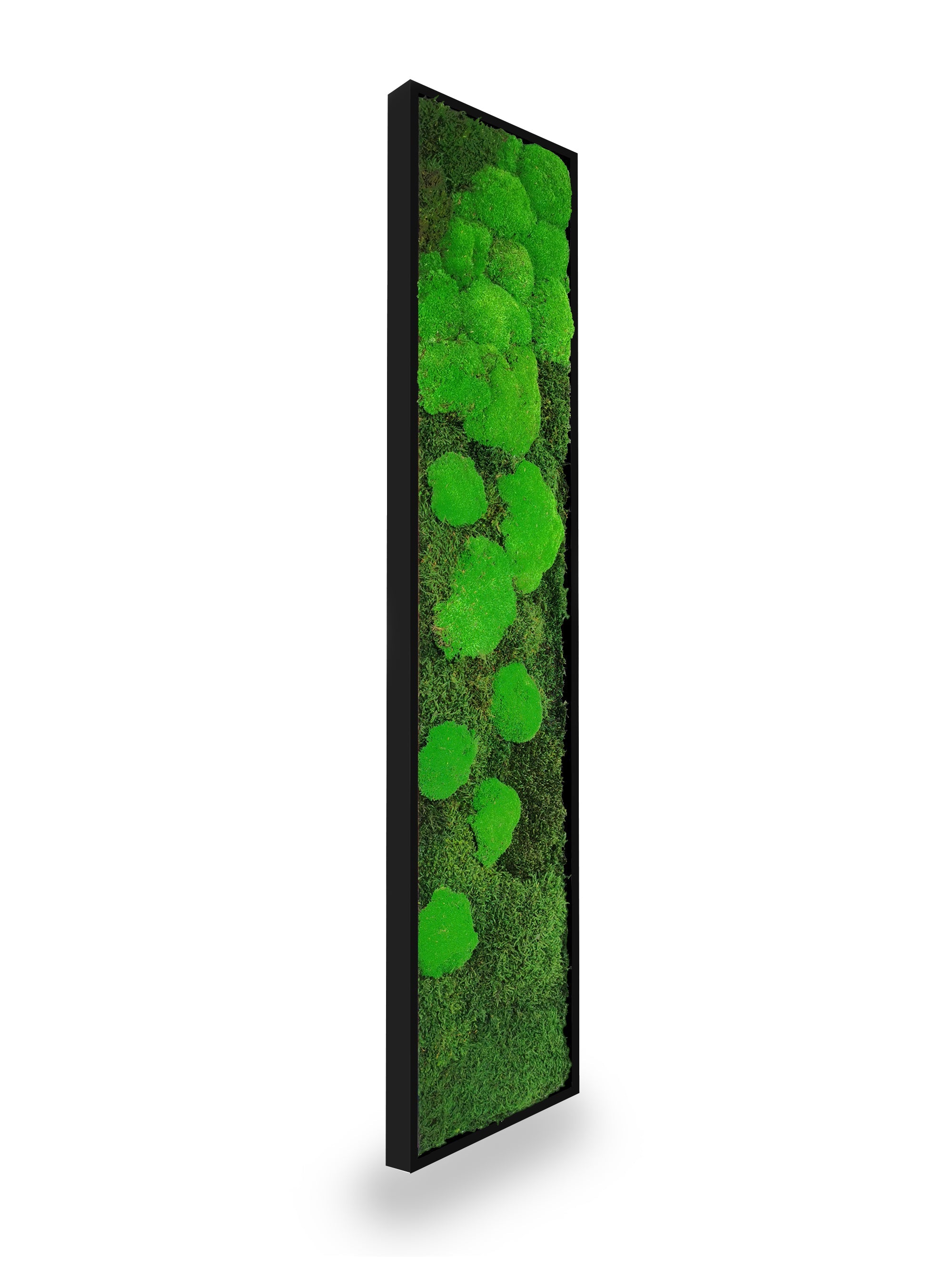 Tableau végétal naturel stabilisé Moss 25x115