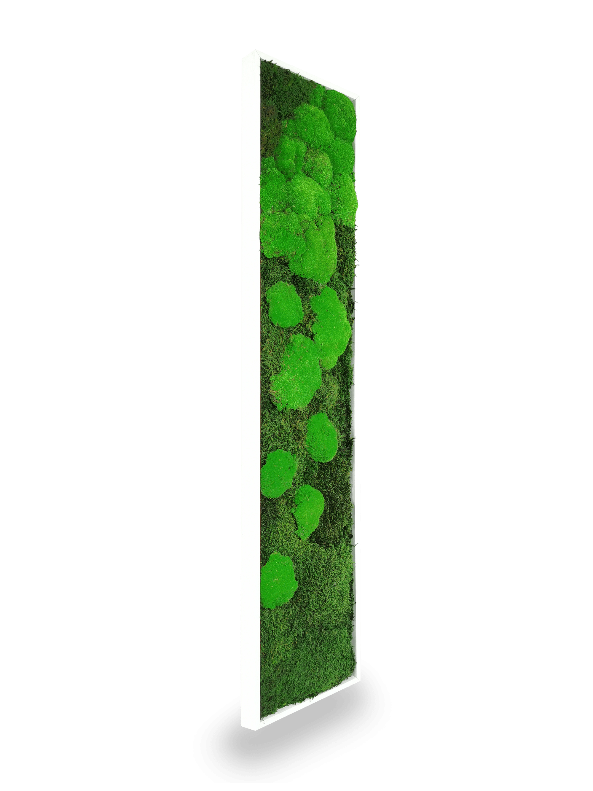 Tableau végétal naturel stabilisé Moss 25x115