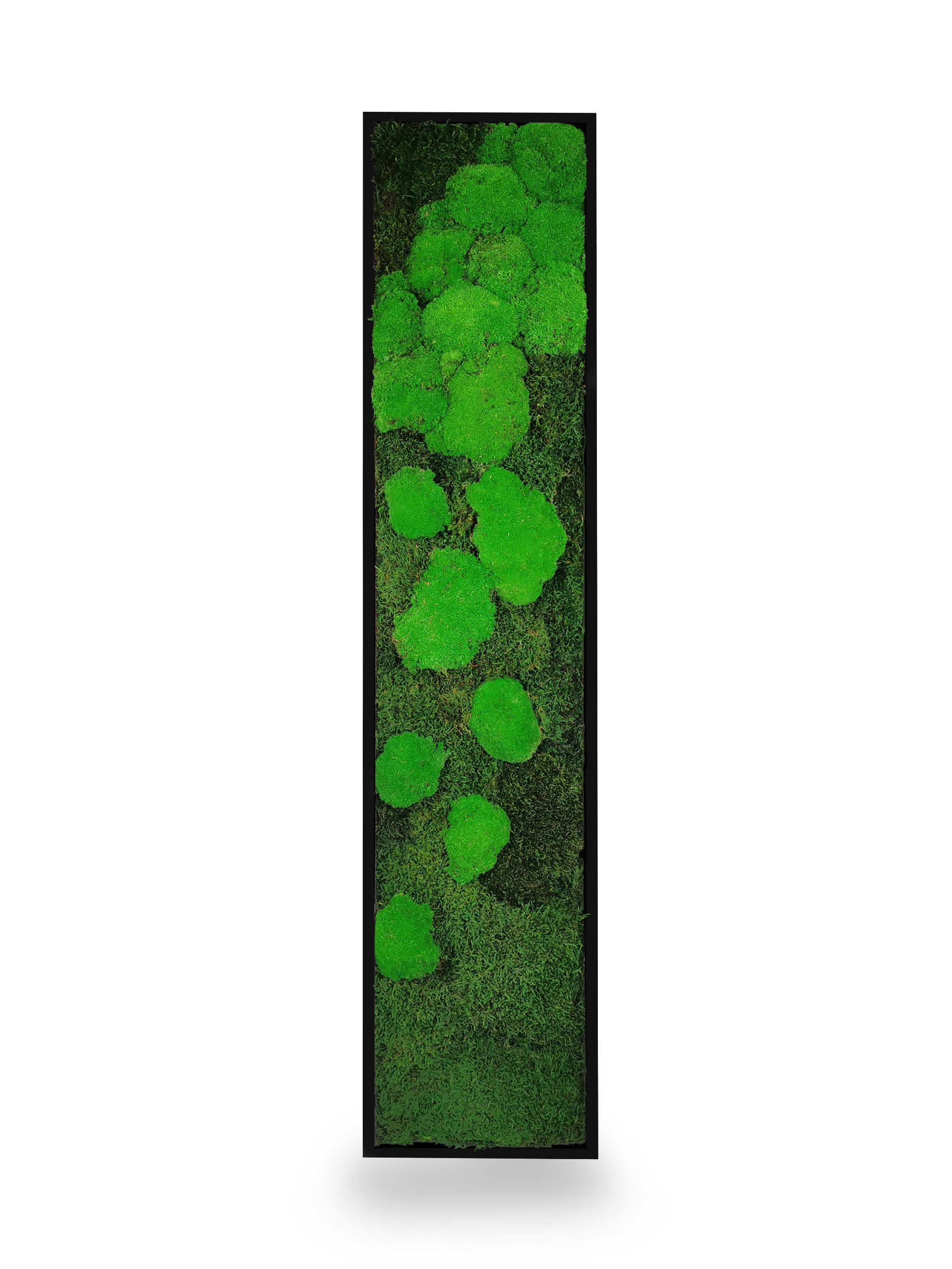 Tableau végétal naturel stabilisé Moss 25x115
