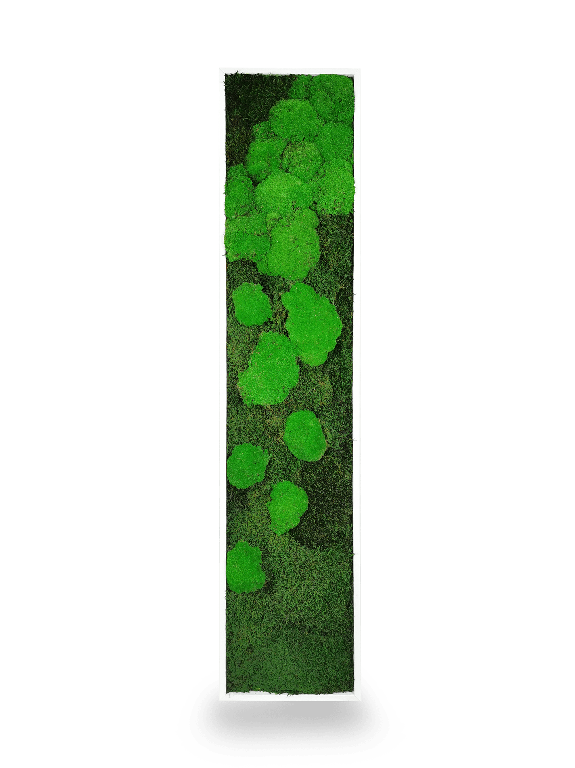 Tableau végétal naturel stabilisé Moss 25x115