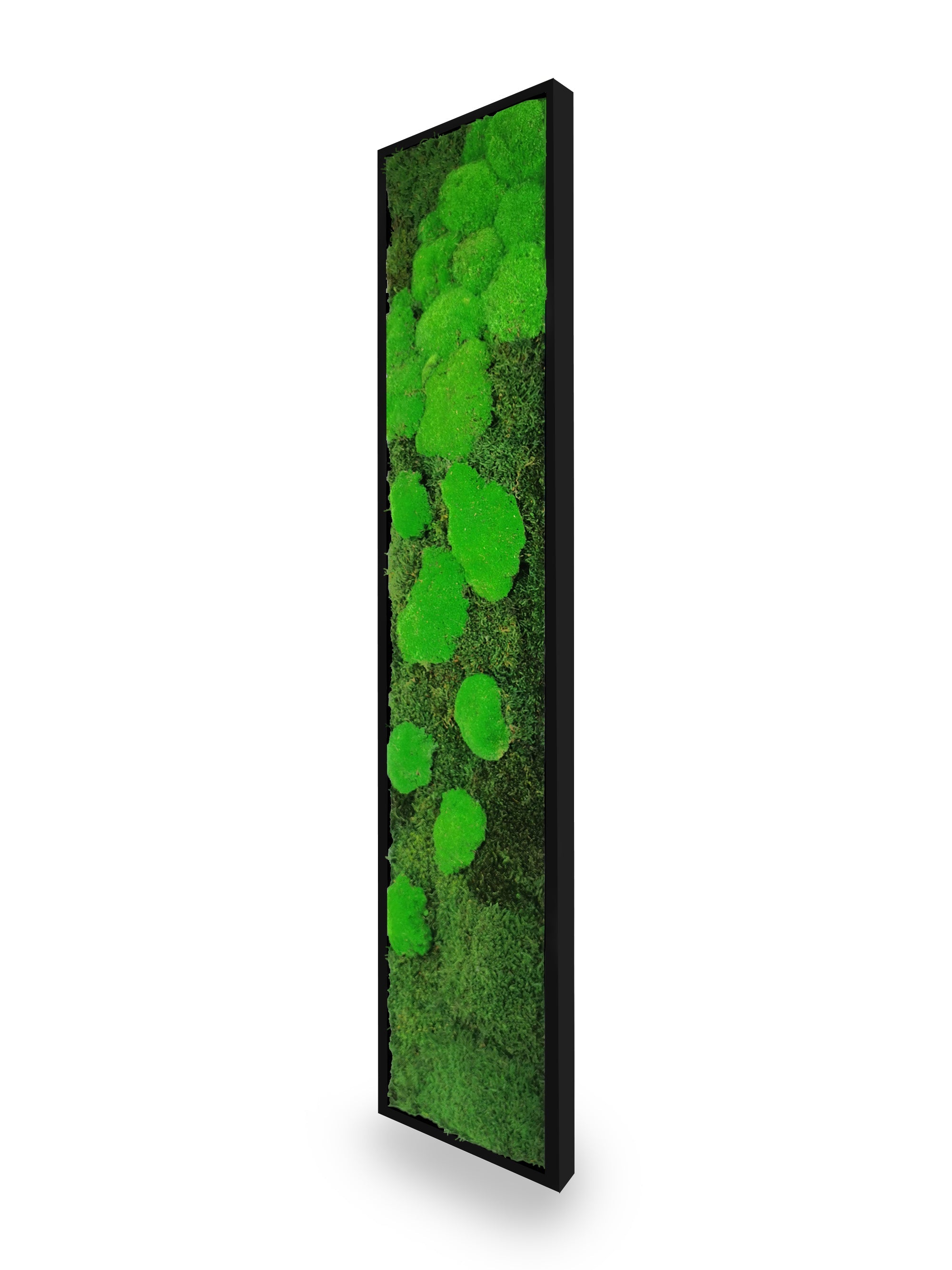 Tableau végétal naturel stabilisé Moss 25x115