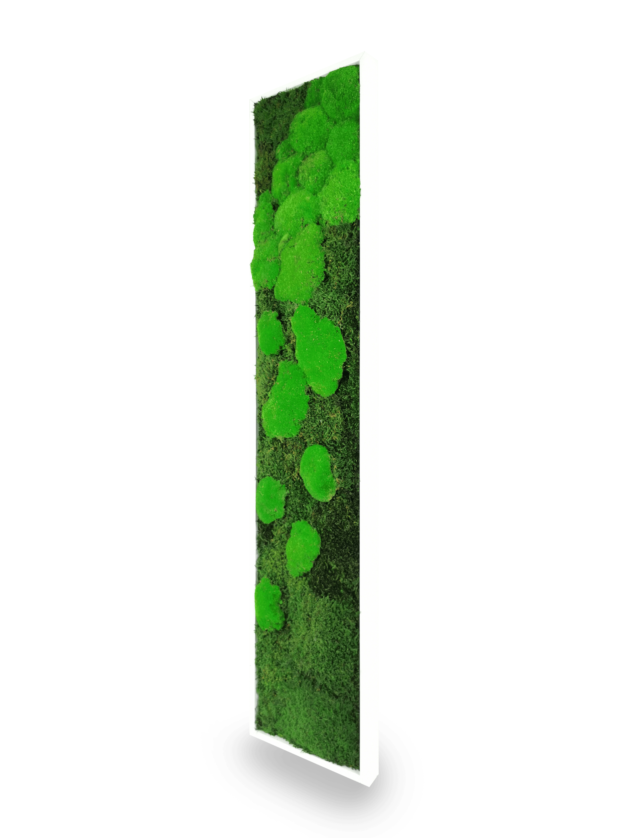 Tableau végétal naturel stabilisé Moss 25x115