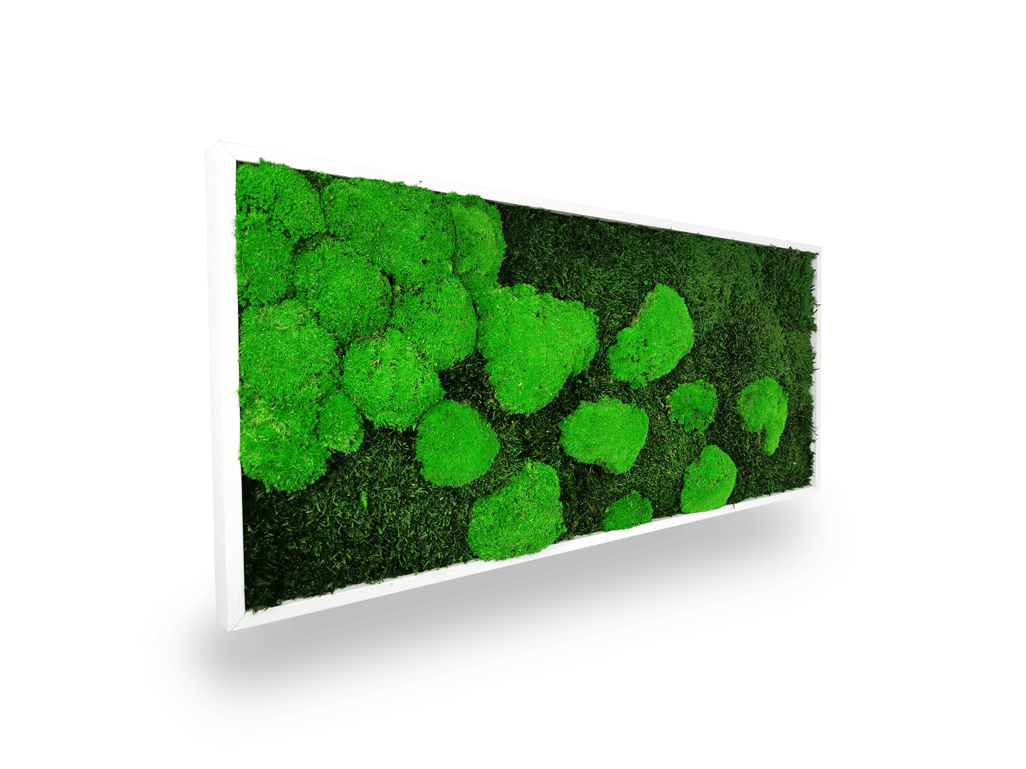 Quadro vegetale naturale stabilizzato al muschio 34x74 cm