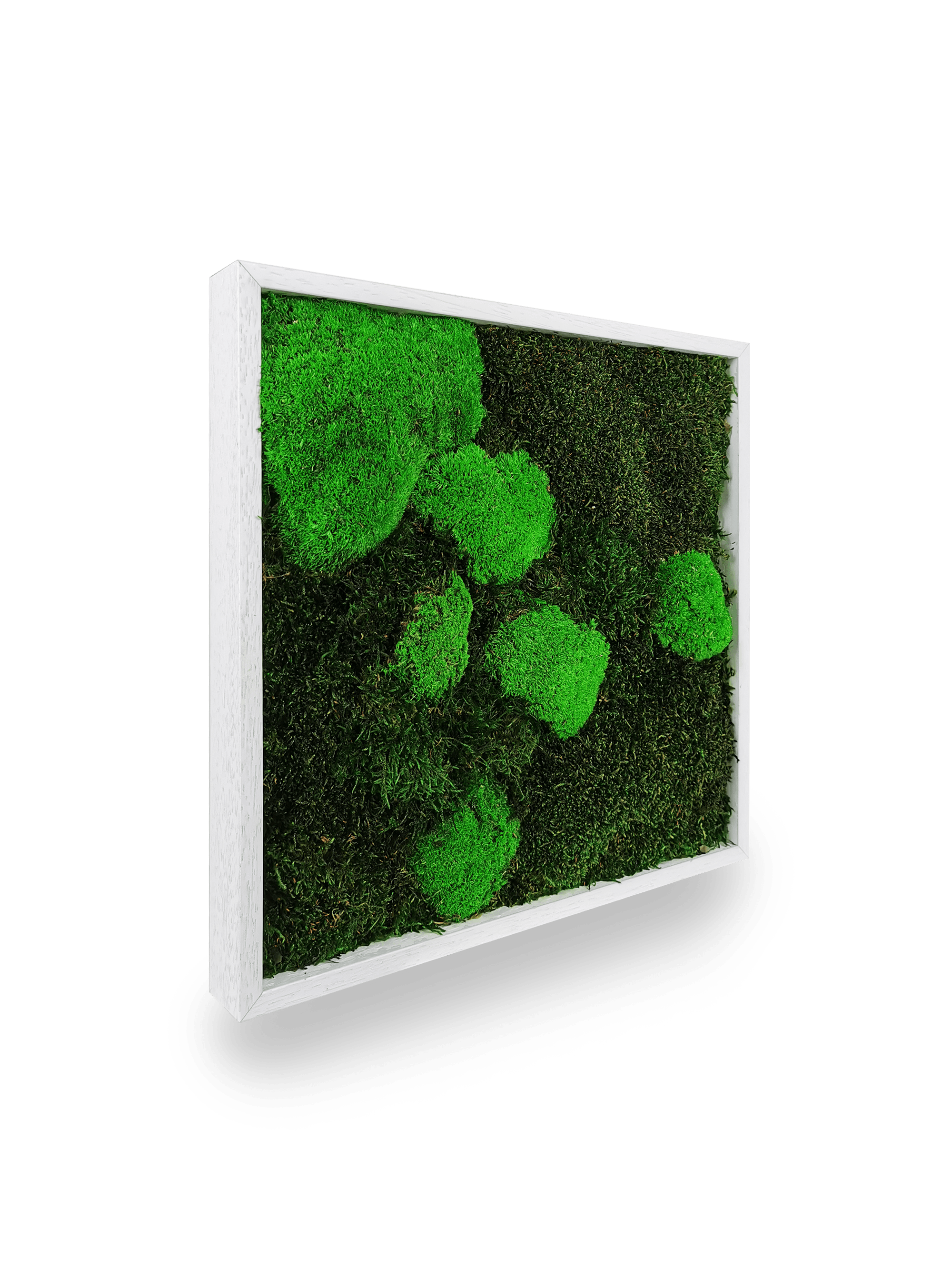 Tableau végétal naturel stabilisé Moss 35x35