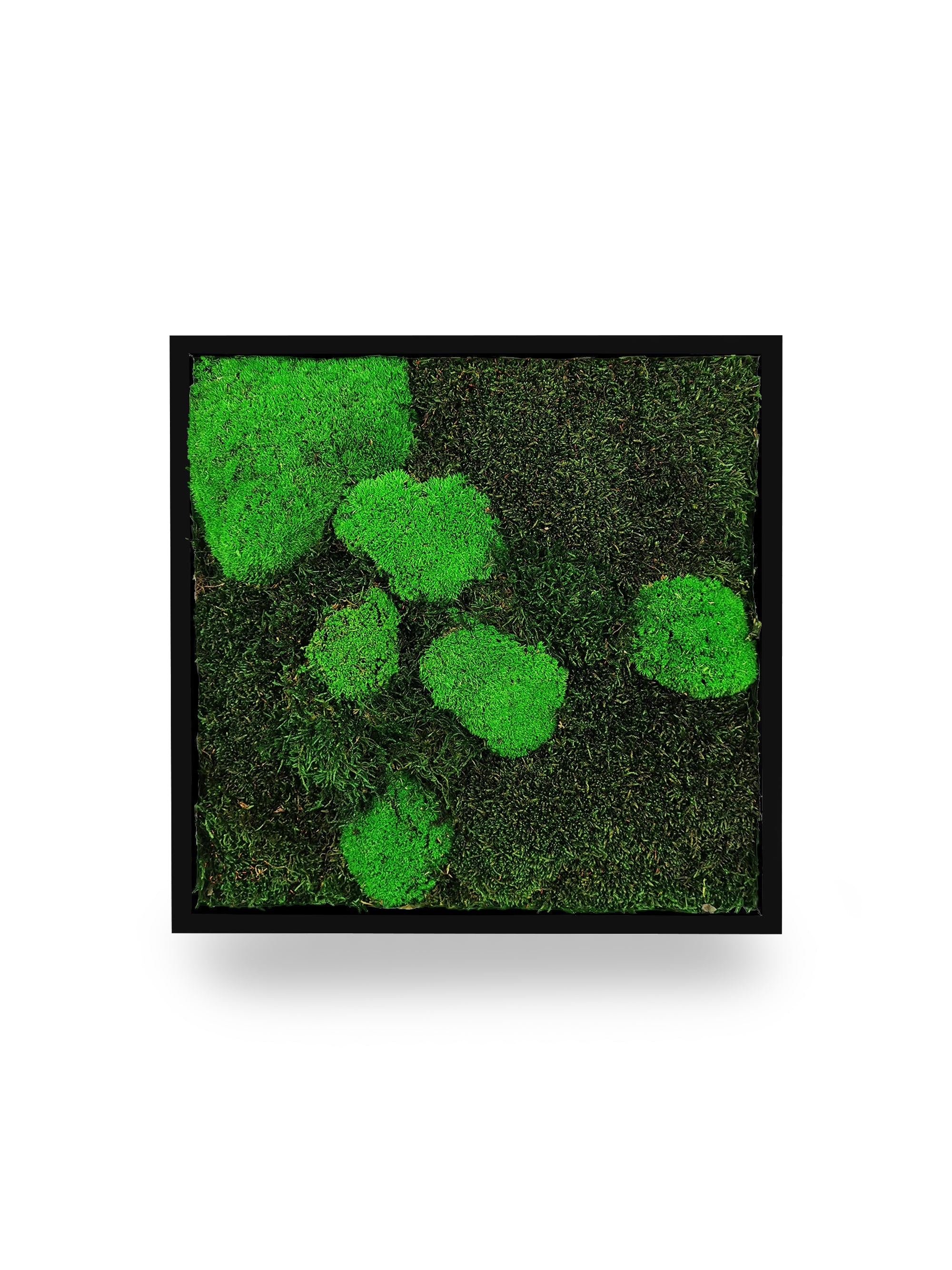 Tableau végétal naturel stabilisé Moss 35x35