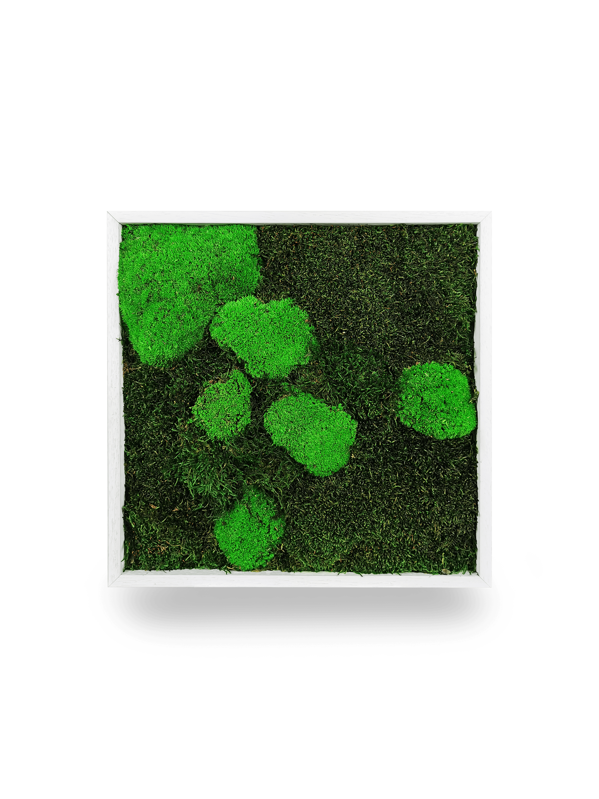 Tableau végétal naturel stabilisé Moss 35x35