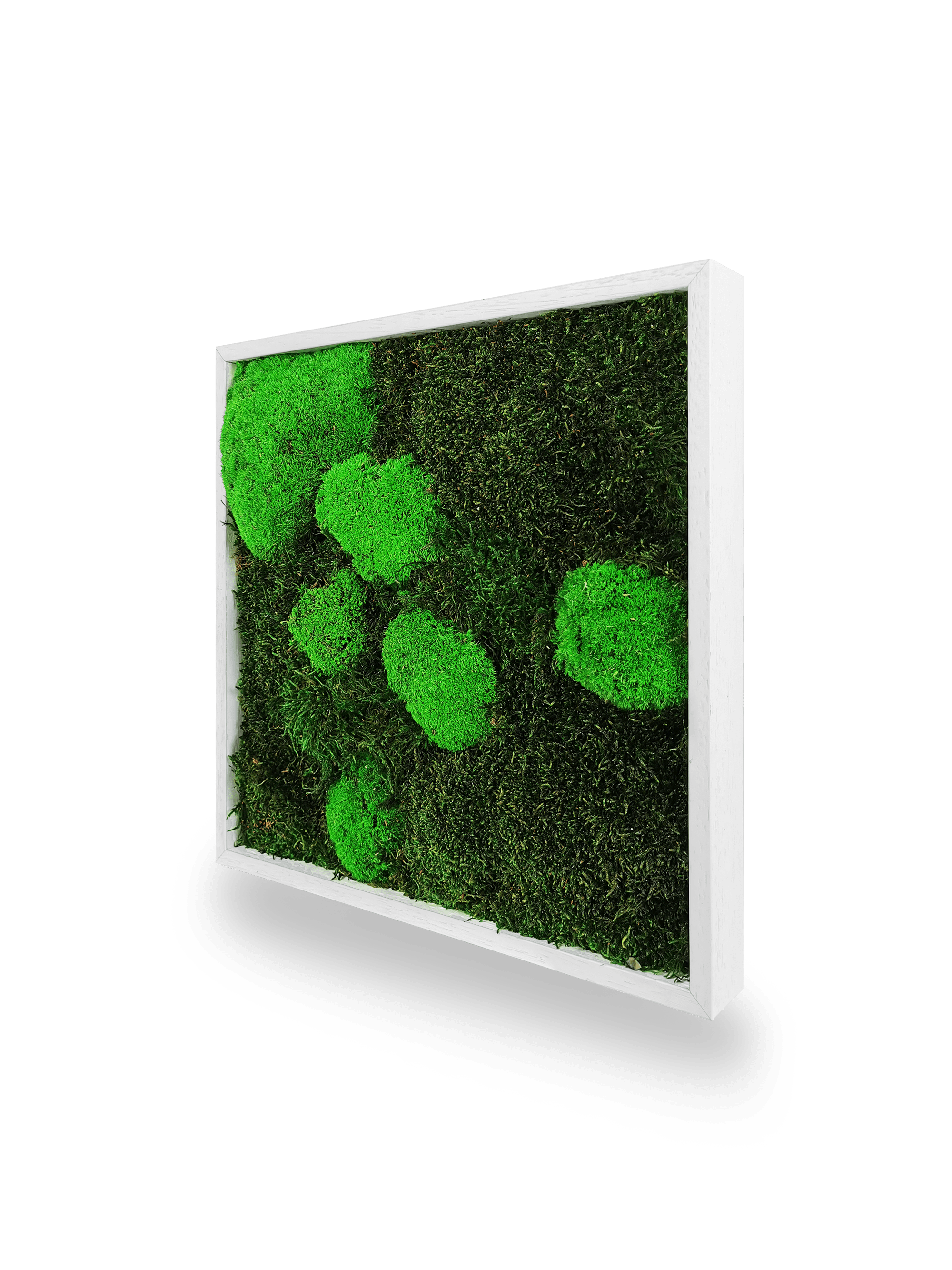 Tableau végétal naturel stabilisé Moss 35x35