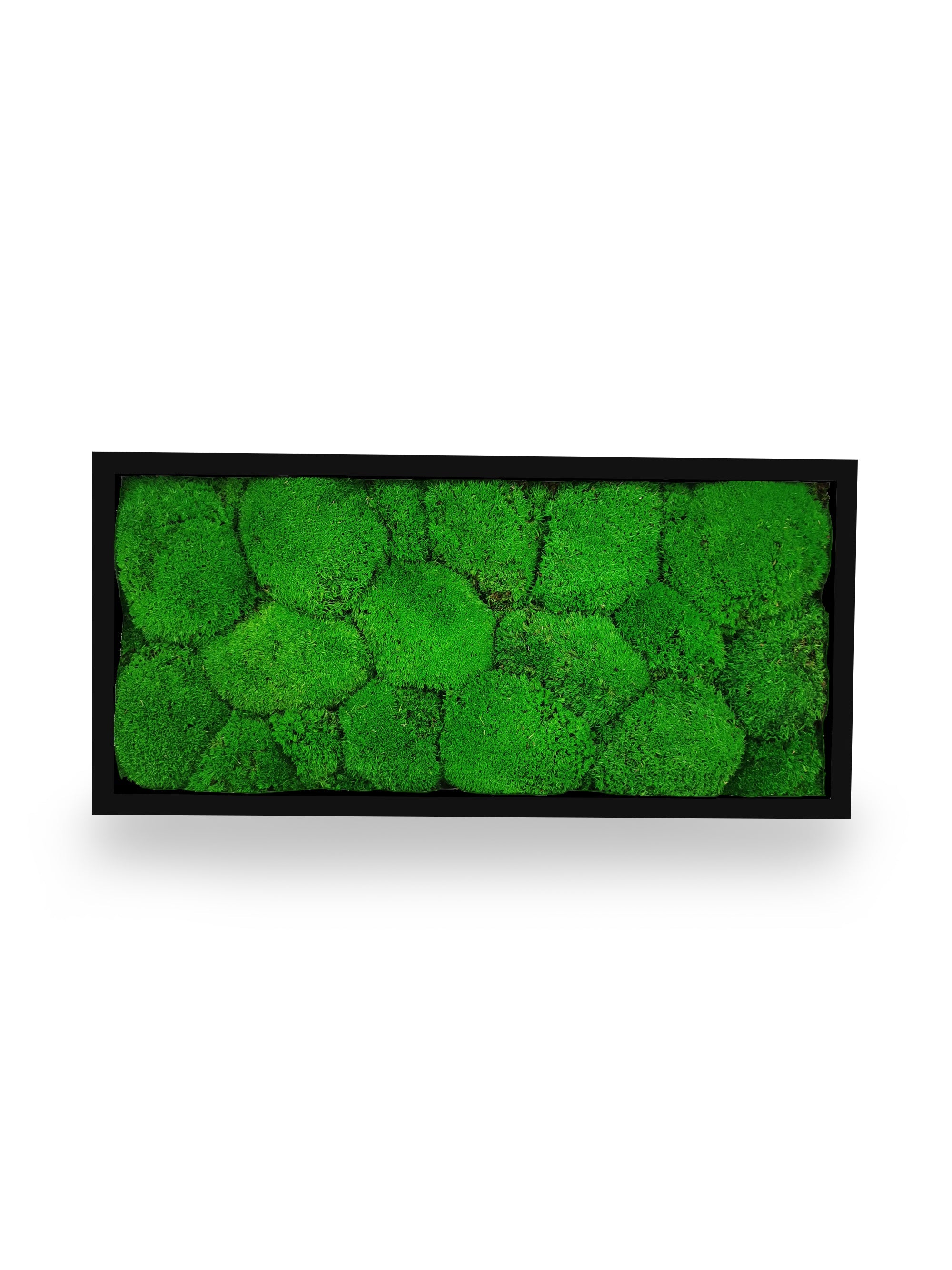 Tableau végétal naturel stabilisé Sphere 18x38