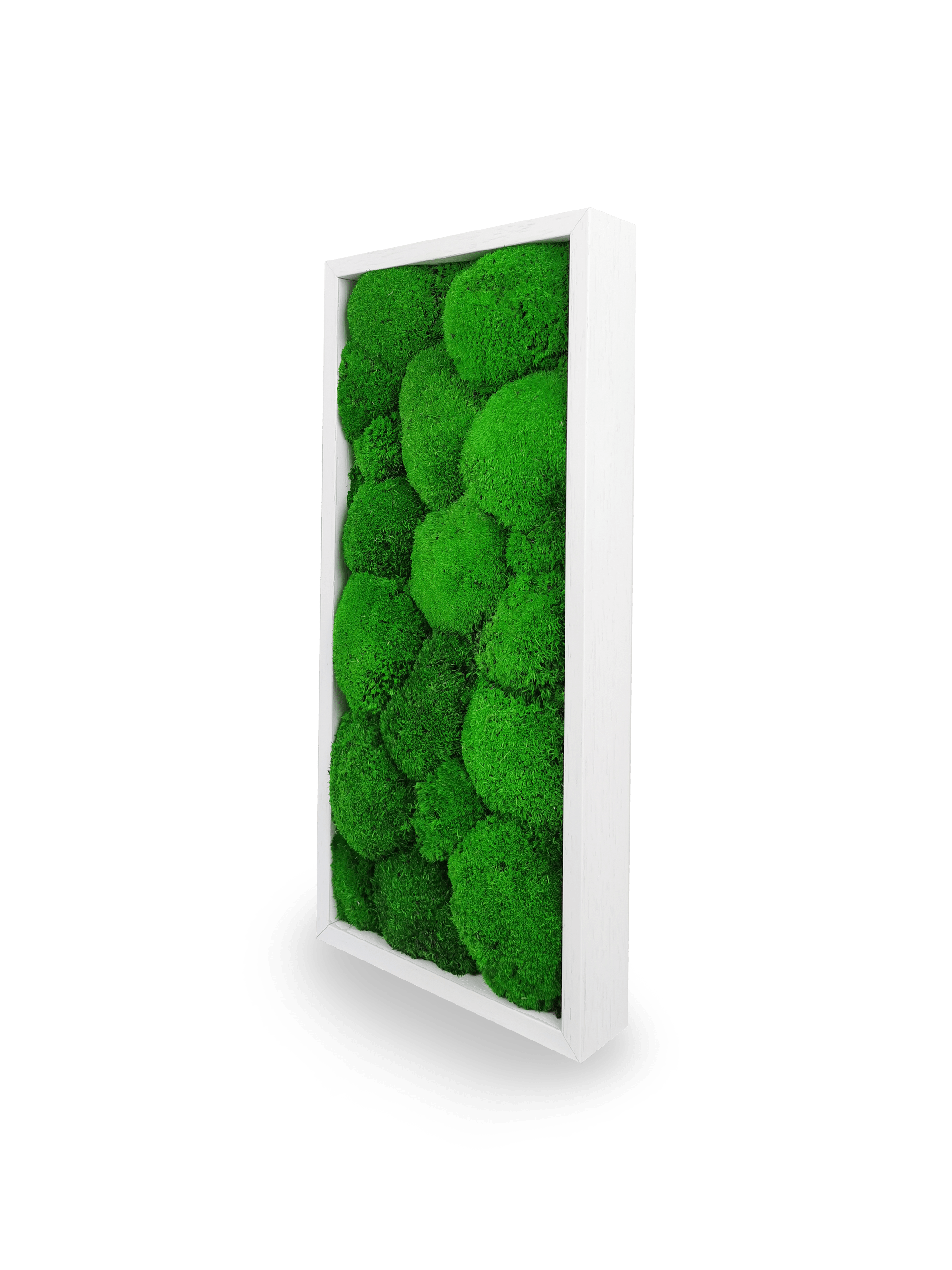 Tableau végétal naturel stabilisé Sphere 18x38