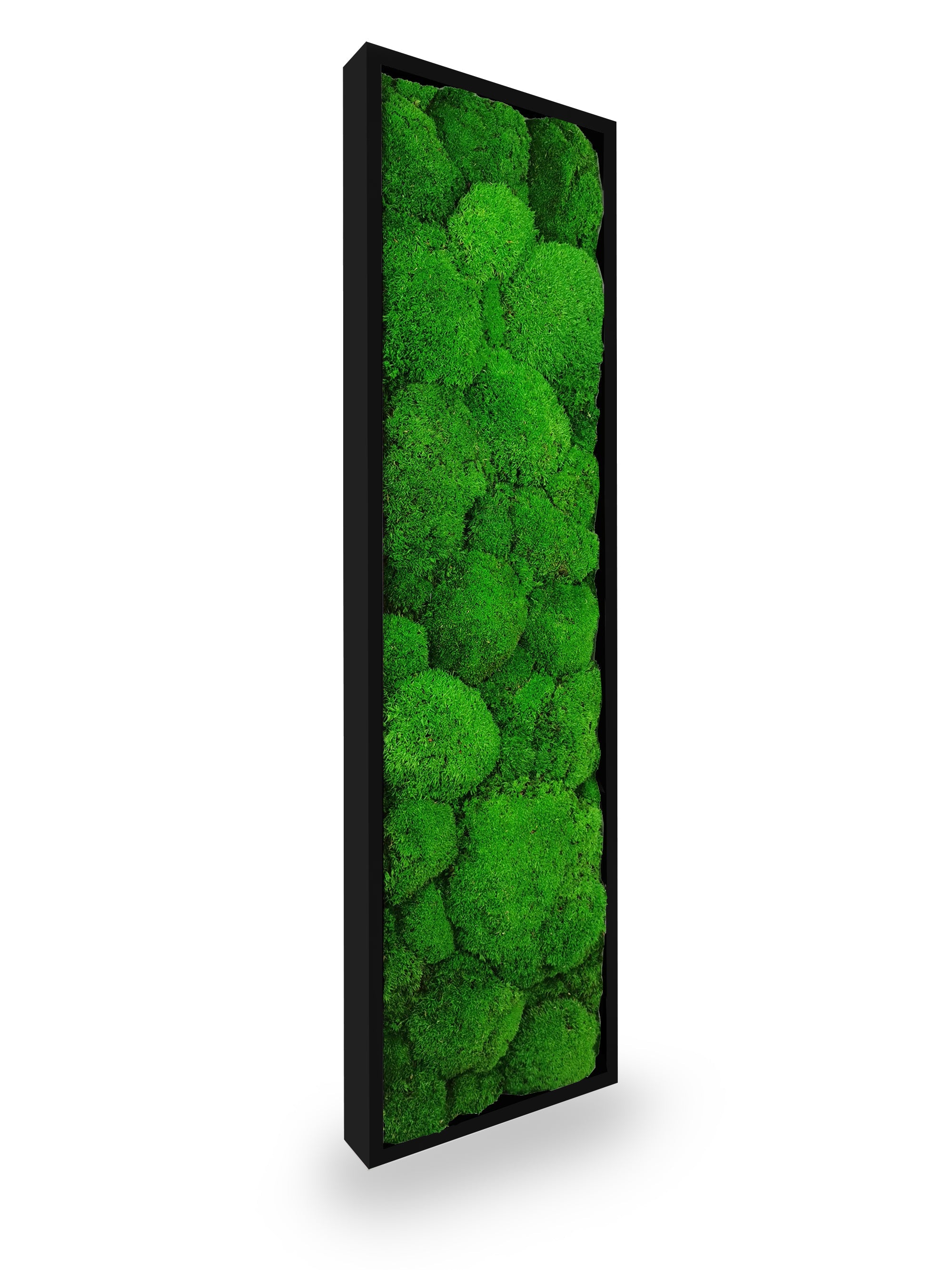 Tableau végétal naturel stabilisé Sphere 20x70