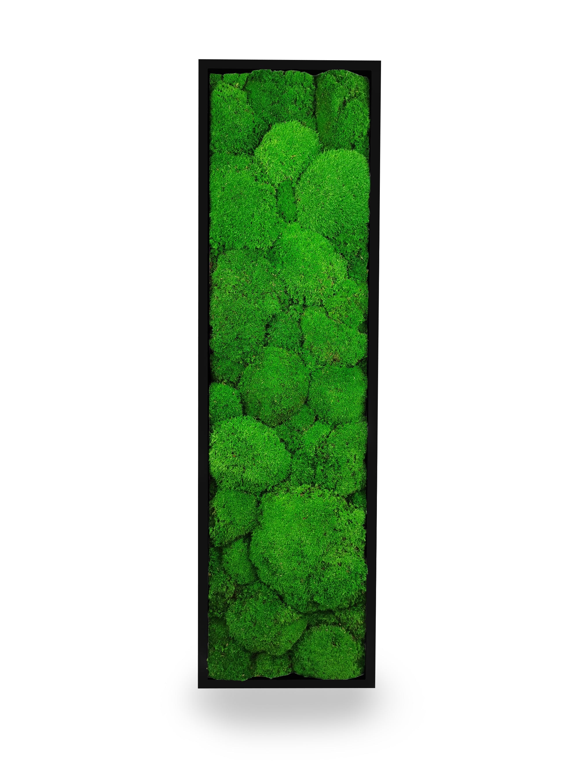 Tableau végétal naturel stabilisé Sphere 20x70
