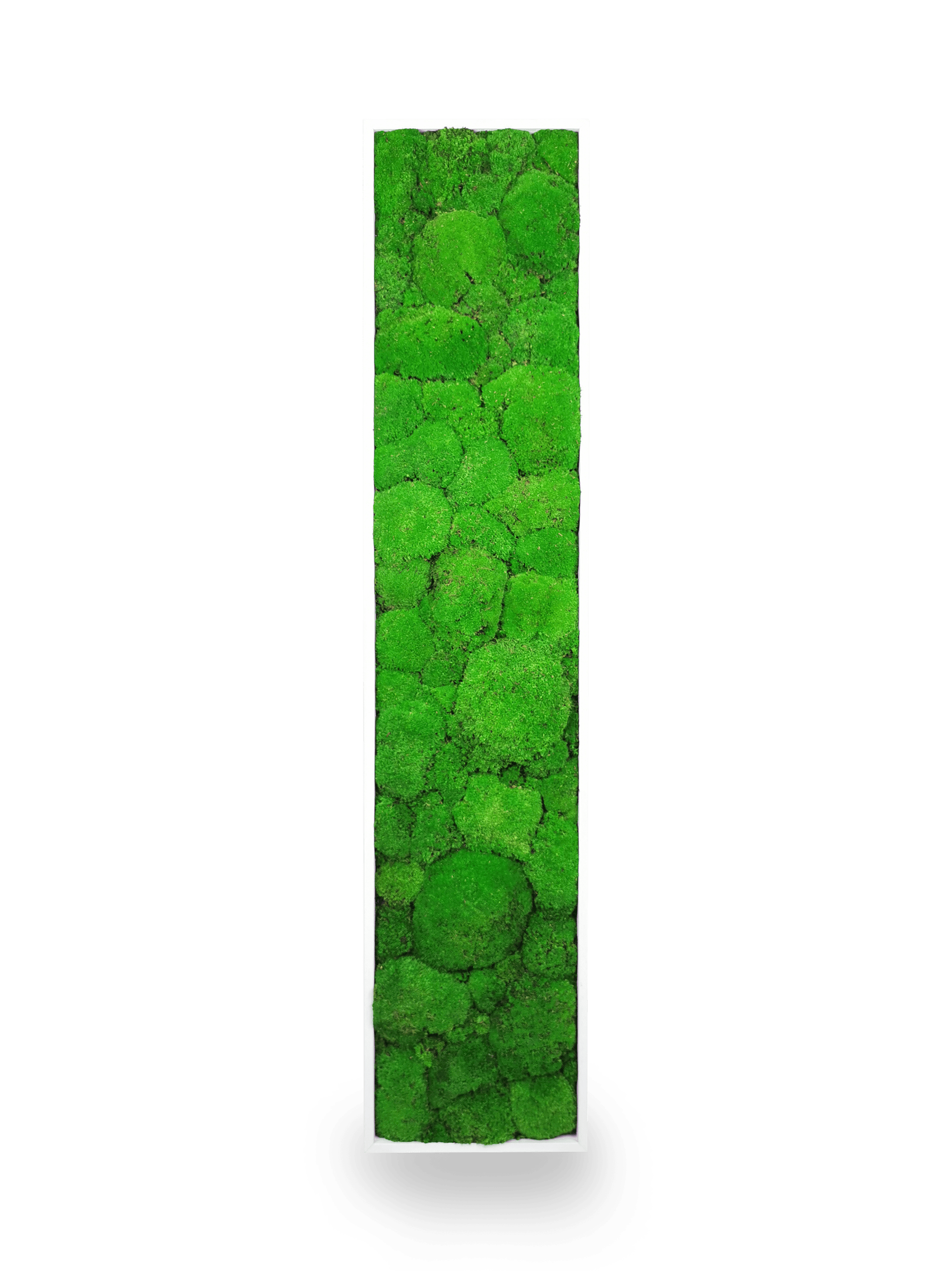 Tableau végétal naturel stabilisé Sphere 25x115