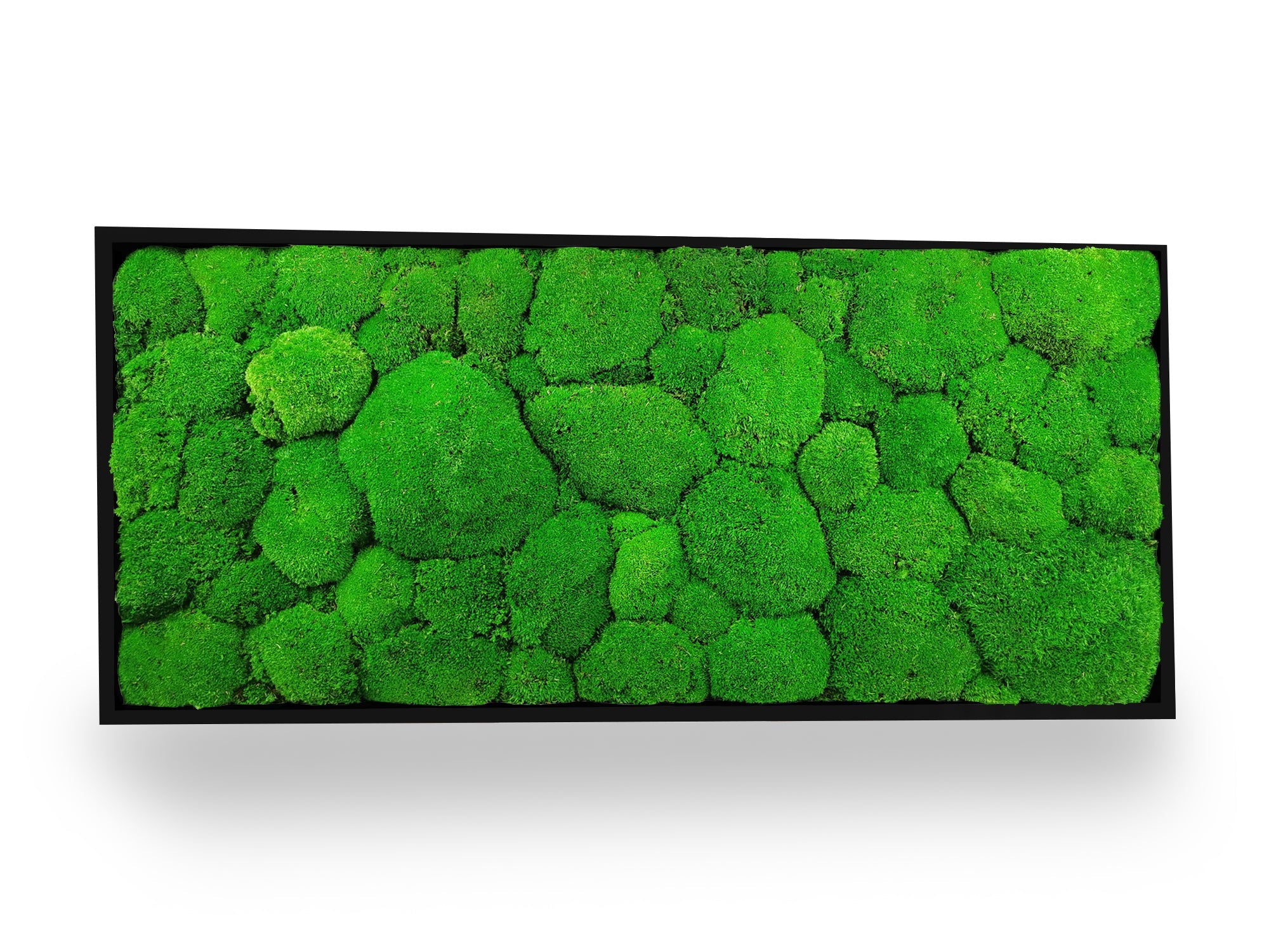 Tableau végétal naturel stabilisé Sphere 34x74