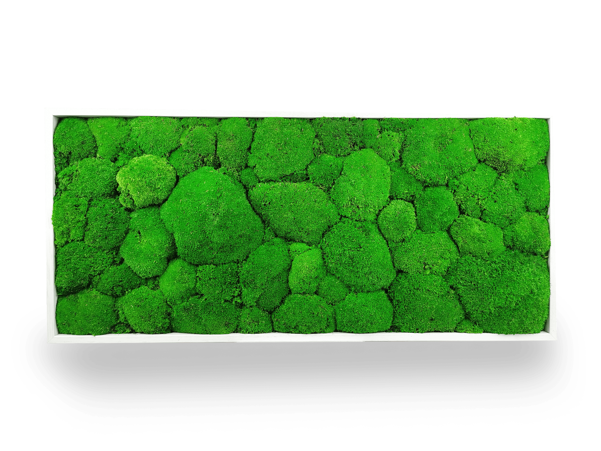 Tableau végétal naturel stabilisé Sphere 34x74