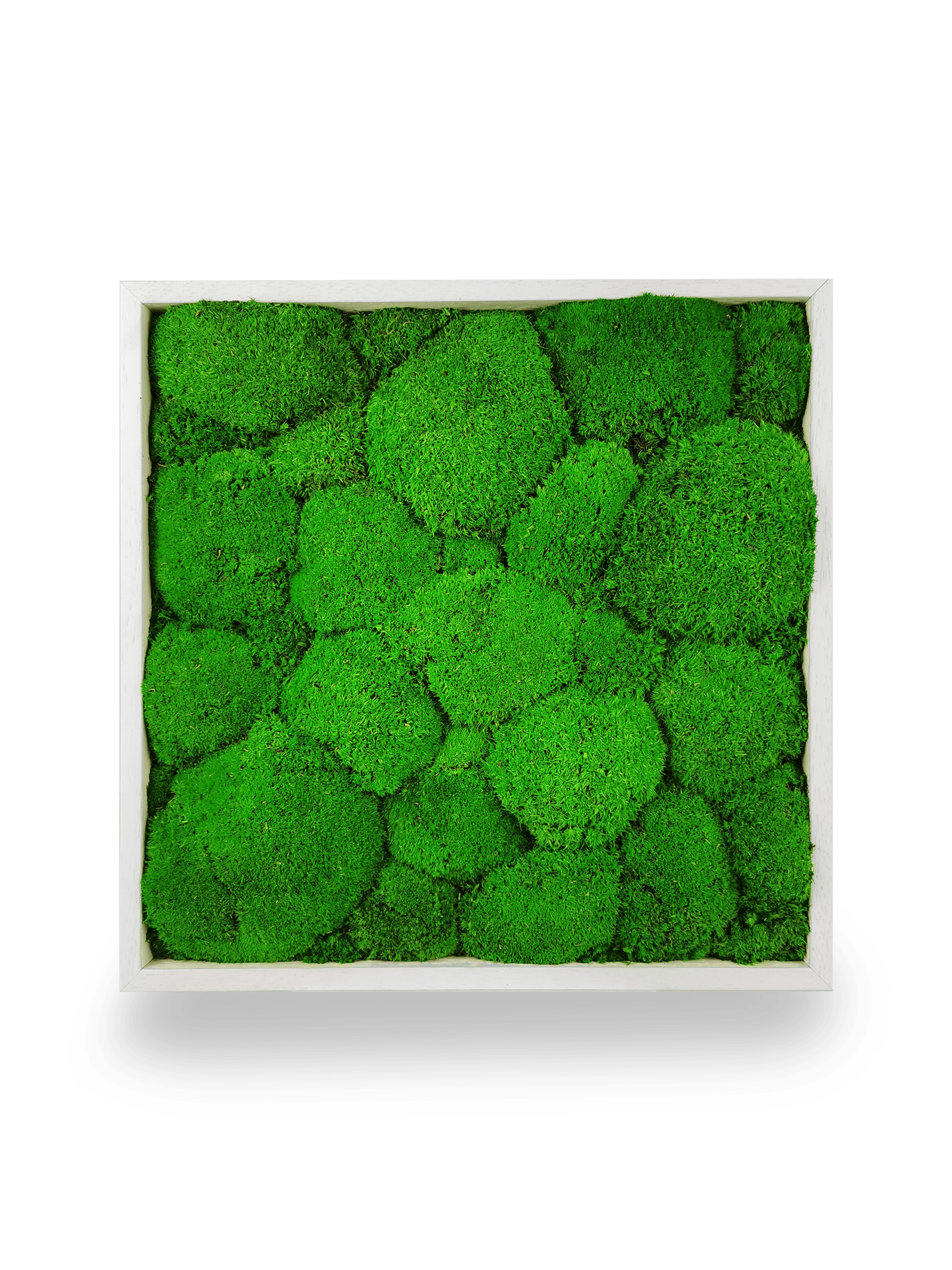 Tableau végétal naturel stabilisé Sphere 35x35