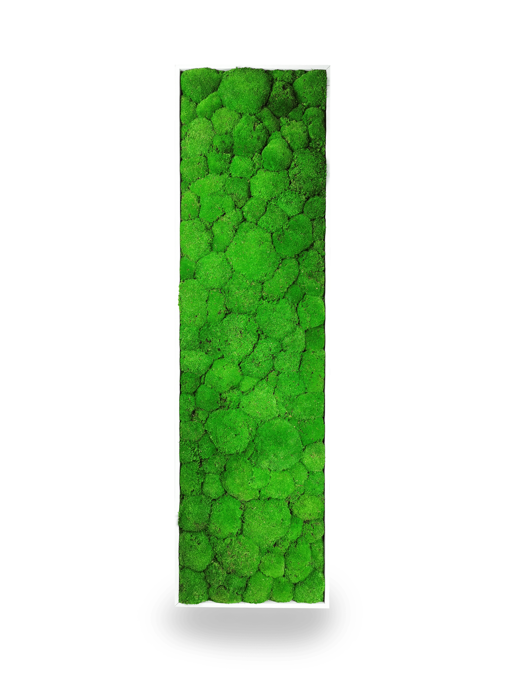 Tableau végétal naturel stabilisé Sphere 40x140