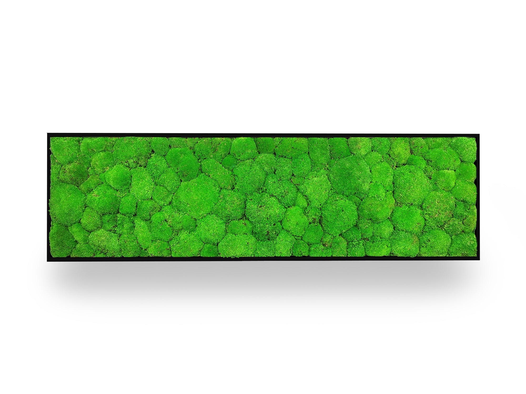 Tableau végétal naturel stabilisé Sphere 40x140