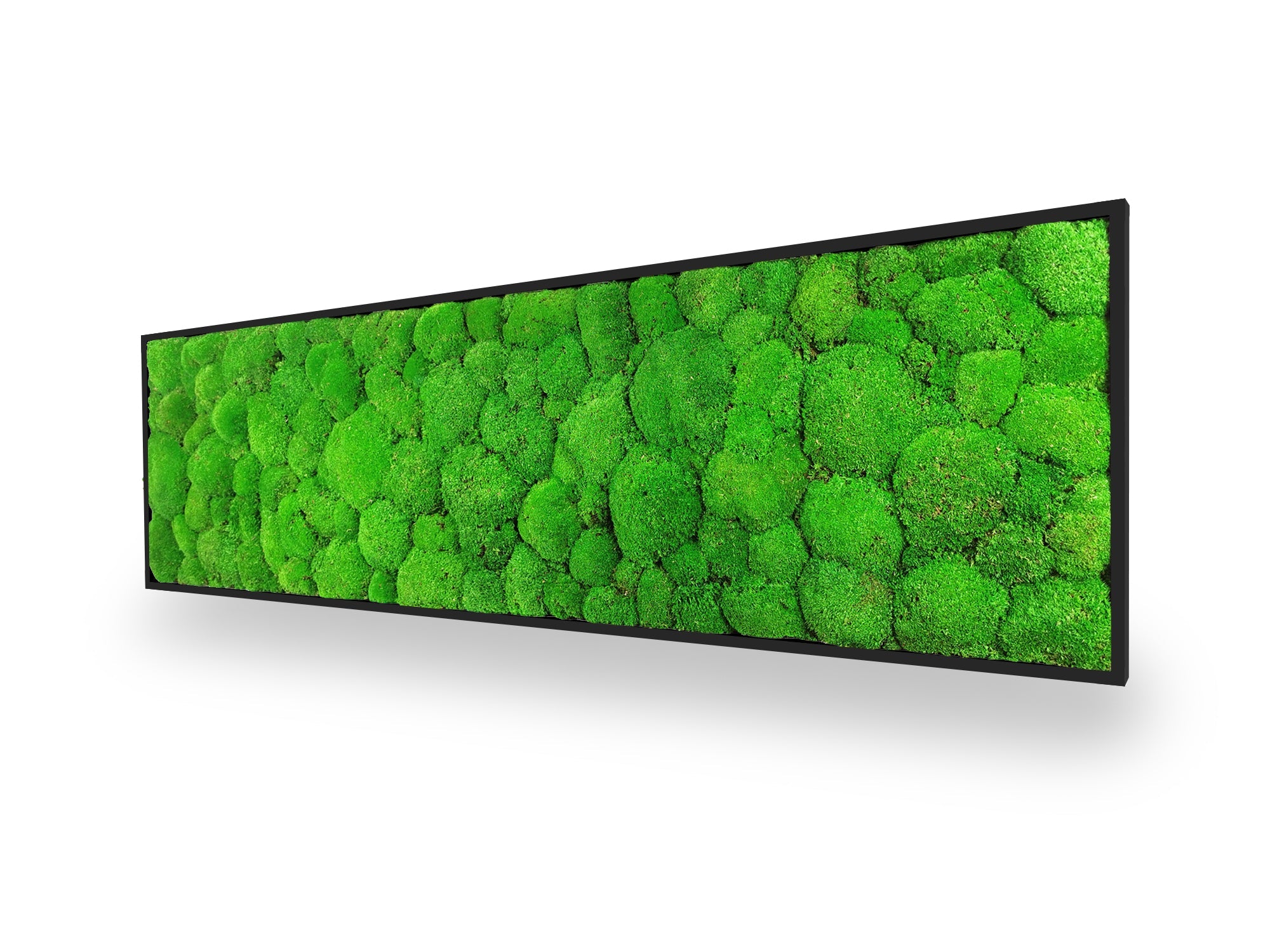 Tableau végétal naturel stabilisé Sphere 40x140
