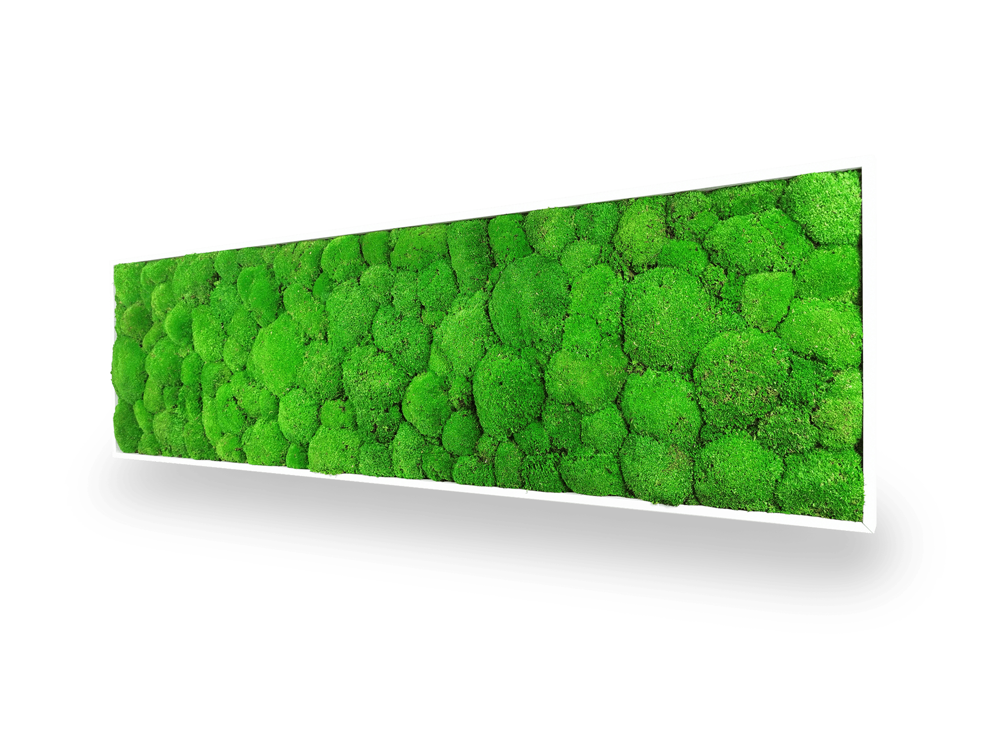 Tableau végétal naturel stabilisé Sphere 40x140