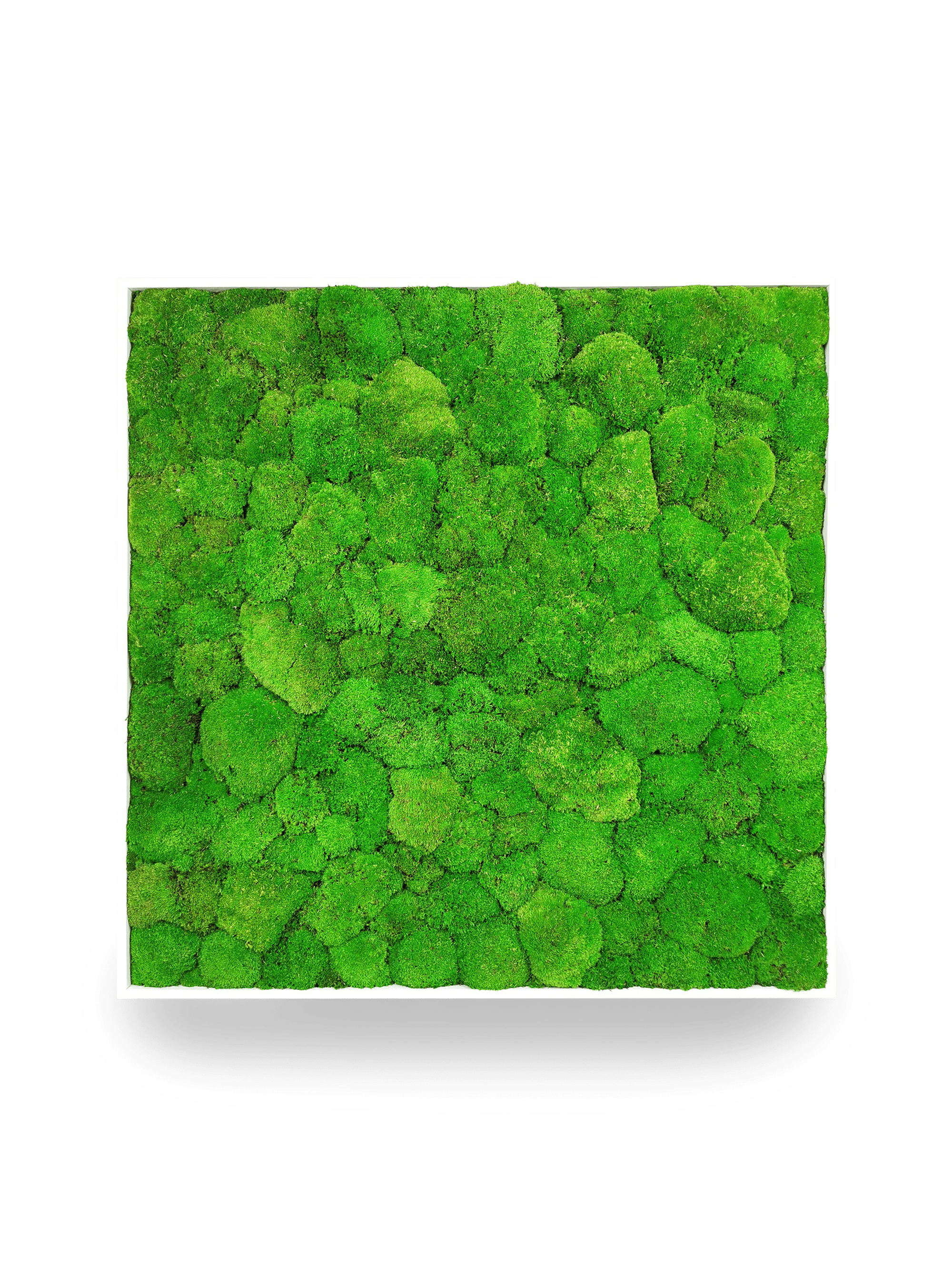 Tableau végétal naturel stabilisé Sphere 80x80