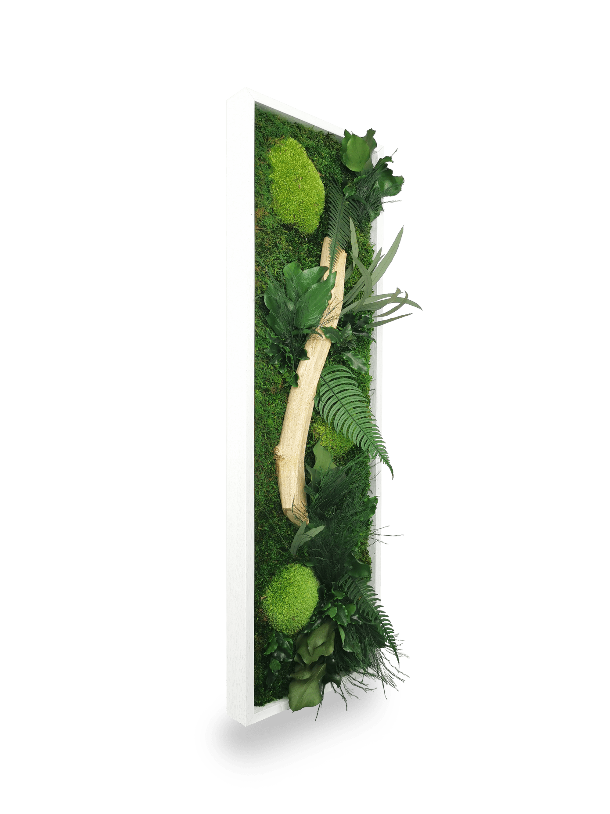 Tableau végétal naturel stabilisé Wood 20x70