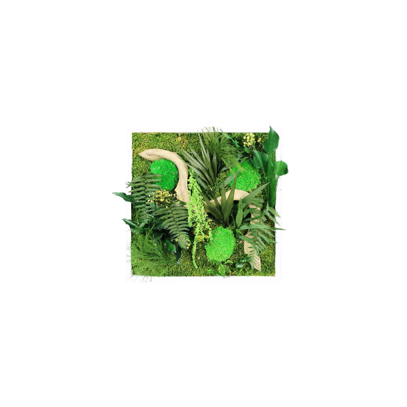 Dschungelkonserviertes Naturpflanzengemälde 35x35