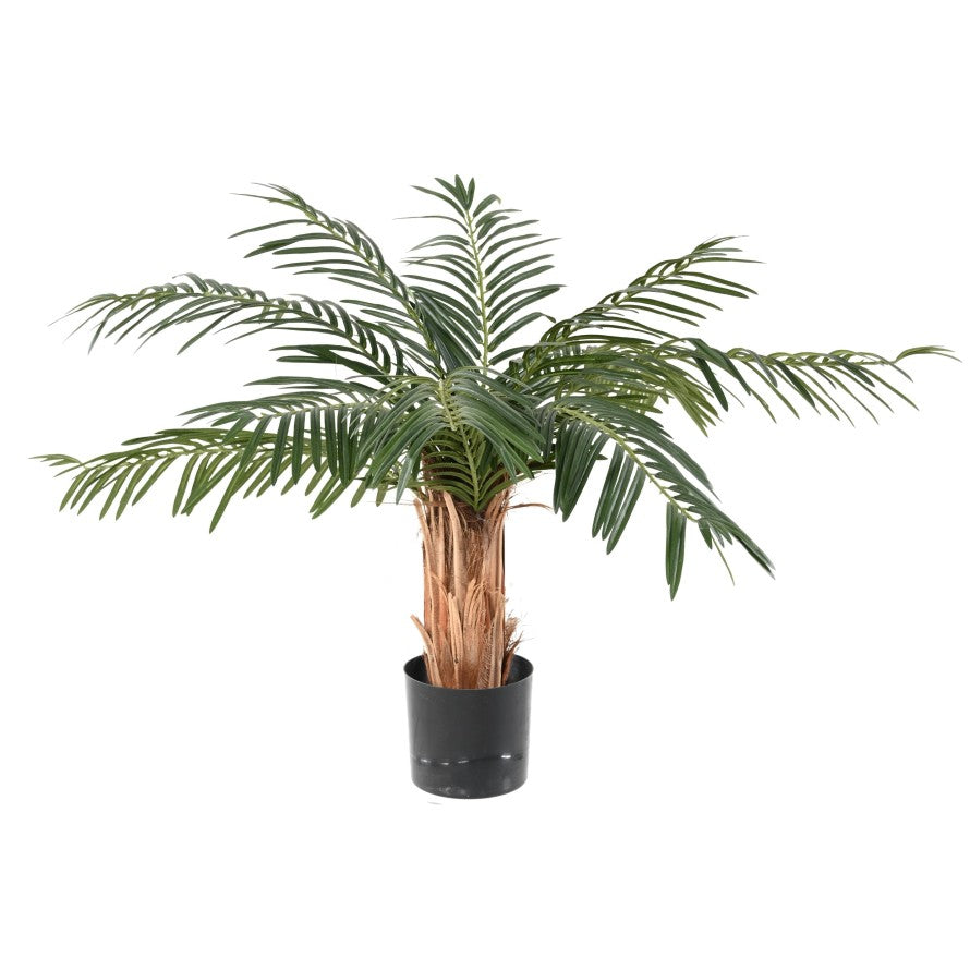 Cycas palm