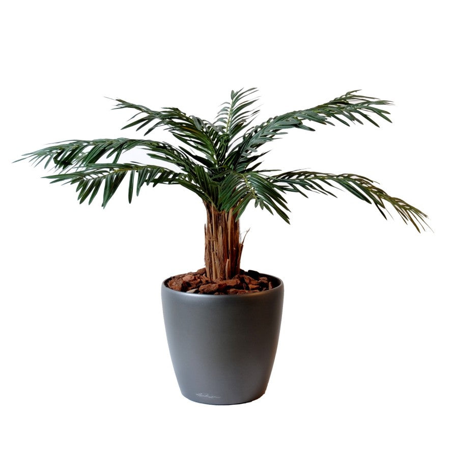 Cycas palm