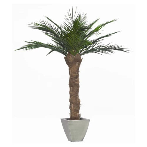 Palmier naturel stabilisé Phoenix tronc