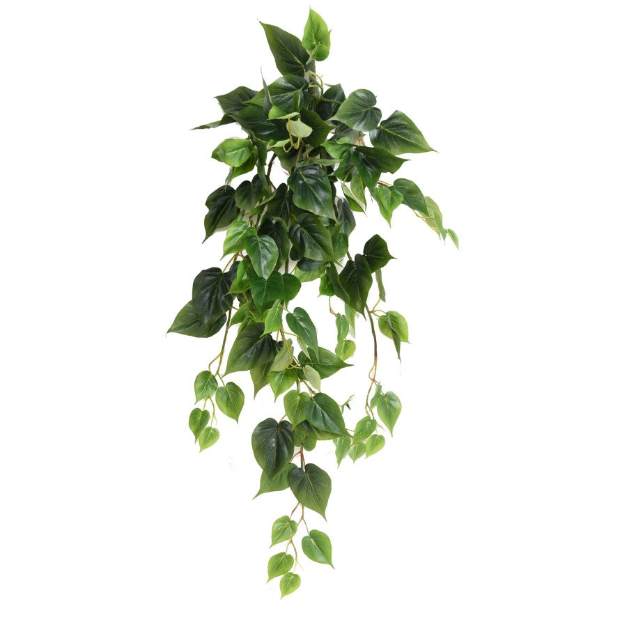 Philodendron chute