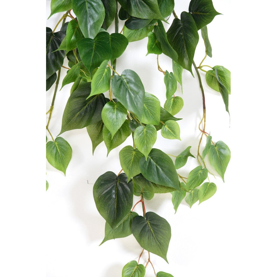 Philodendron chute