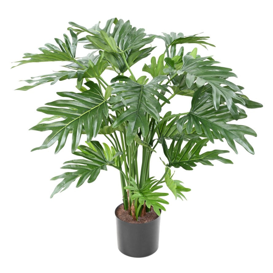 Philodendron selloum