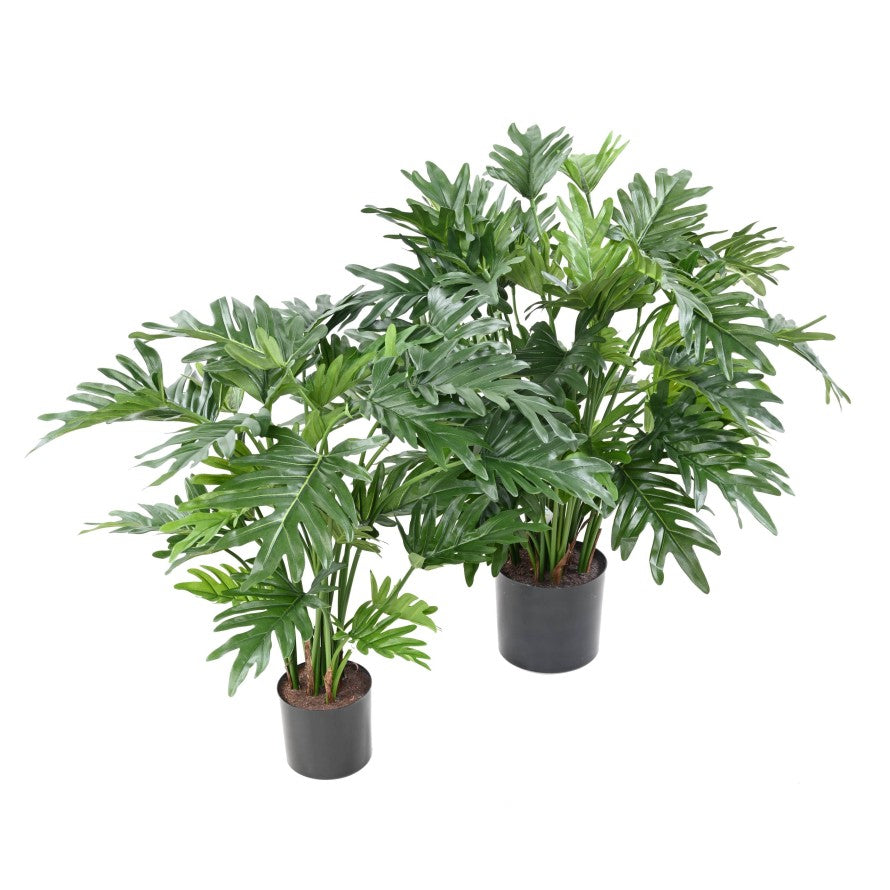 Philodendron selloum