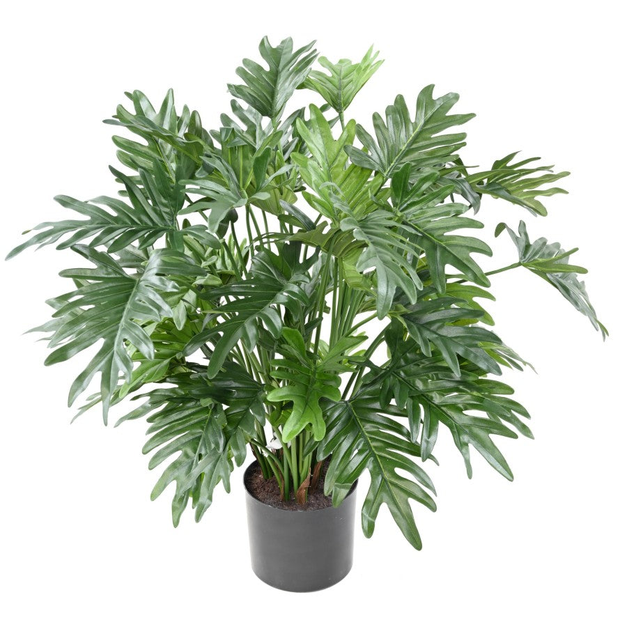 Philodendron selloum