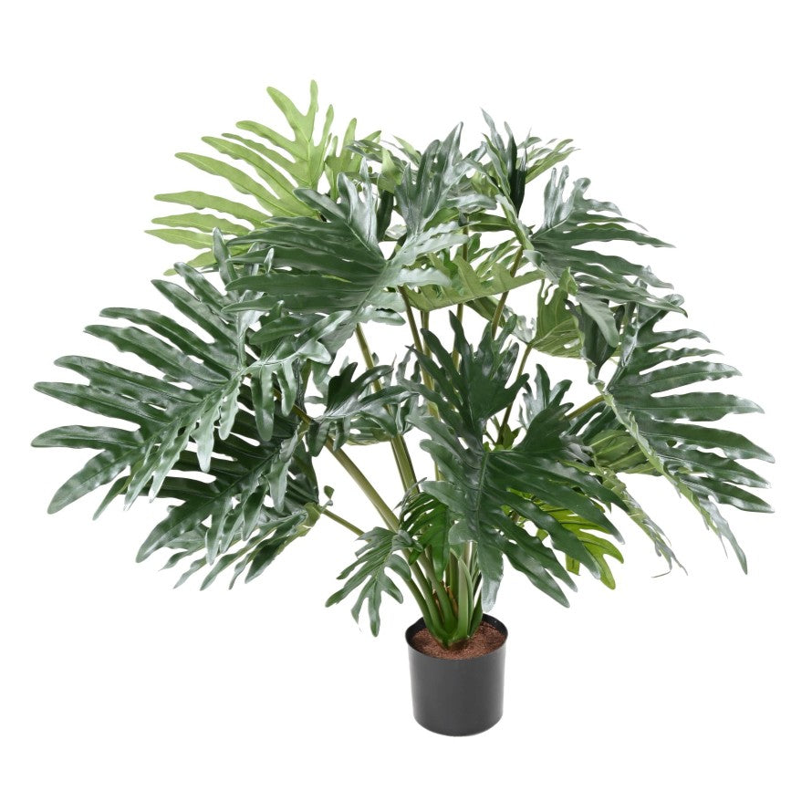 Philodendron selloum