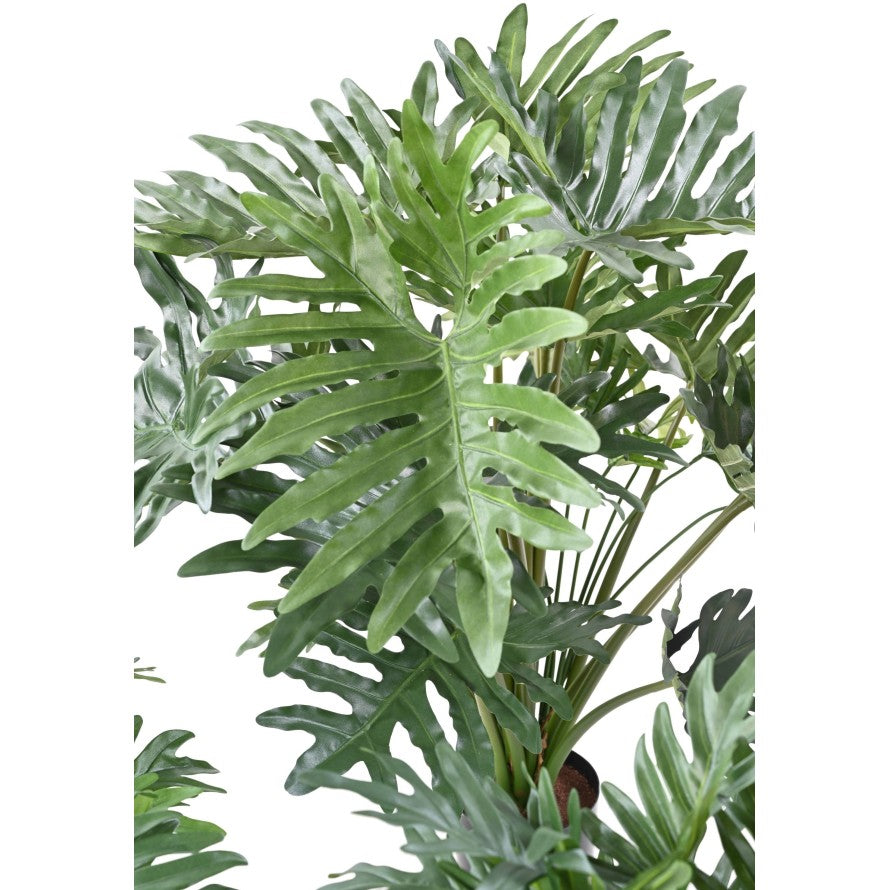 Philodendron selloum