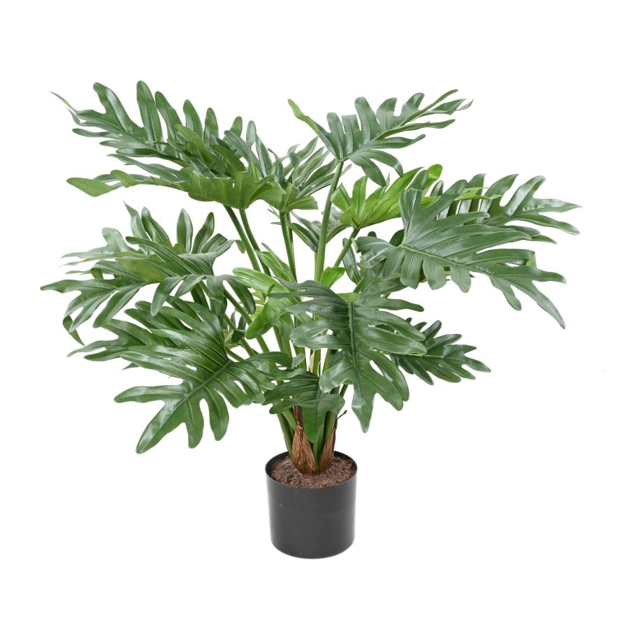 Philodendron selloum