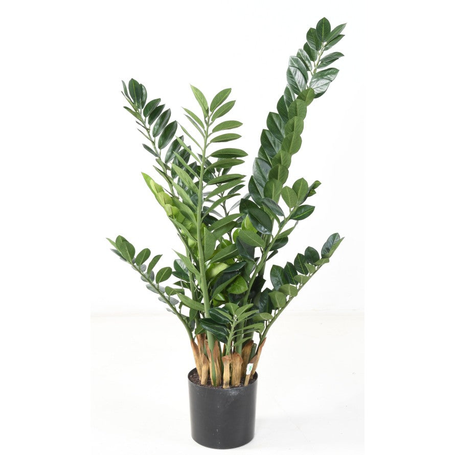 Zamia