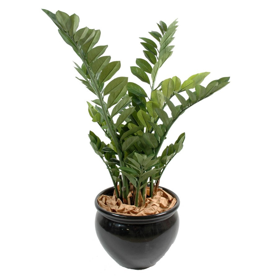 Zamia