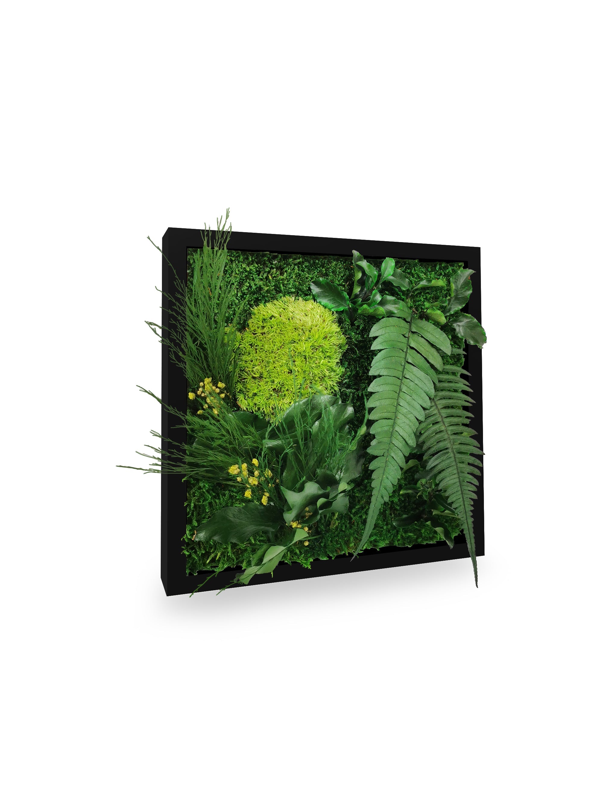 Quadro vegetale naturale stabilizzato Elegance 22x22