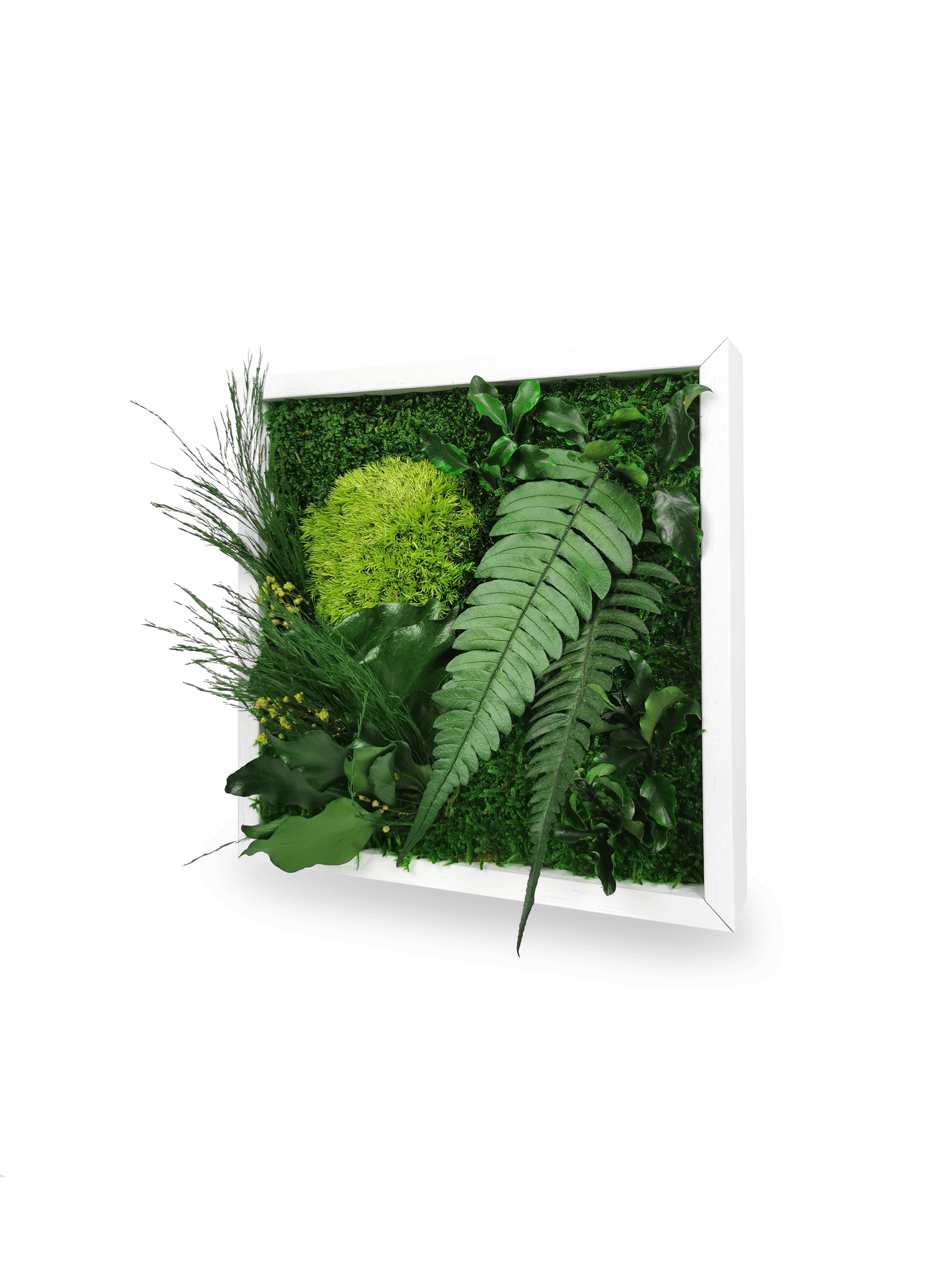 Quadro vegetale naturale stabilizzato Elegance 22x22