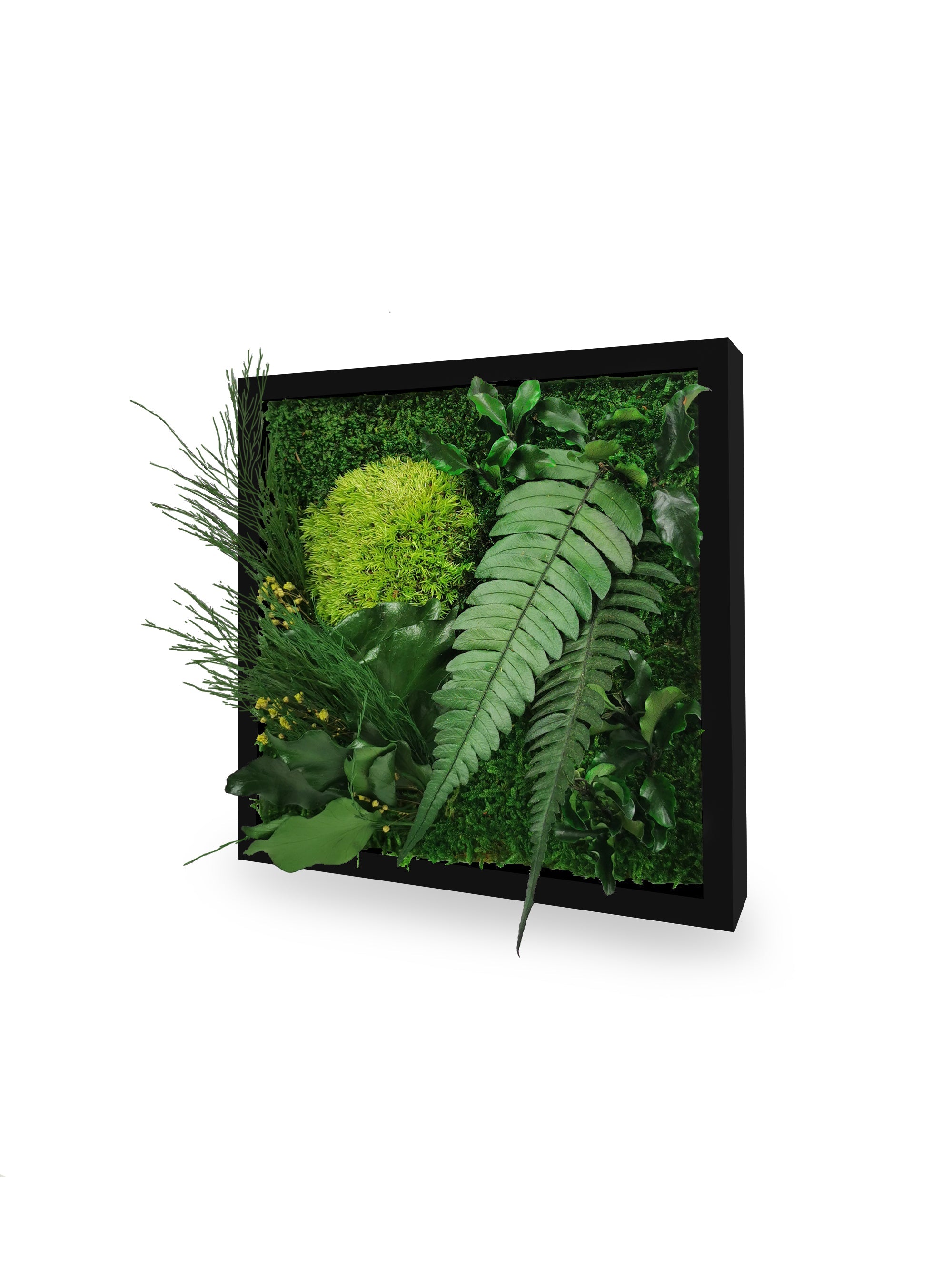 Quadro vegetale naturale stabilizzato Elegance 22x22