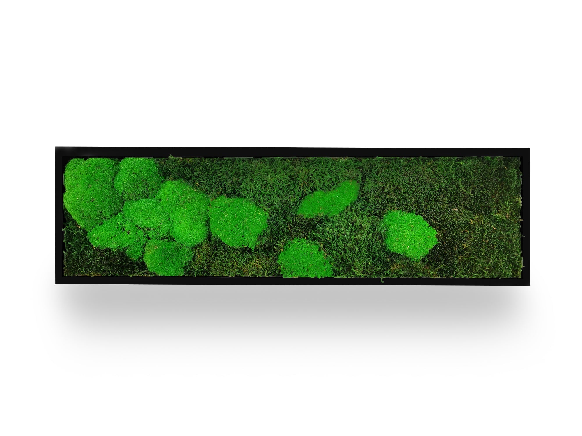 Tableau végétal naturel stabilisé Moss 20x70