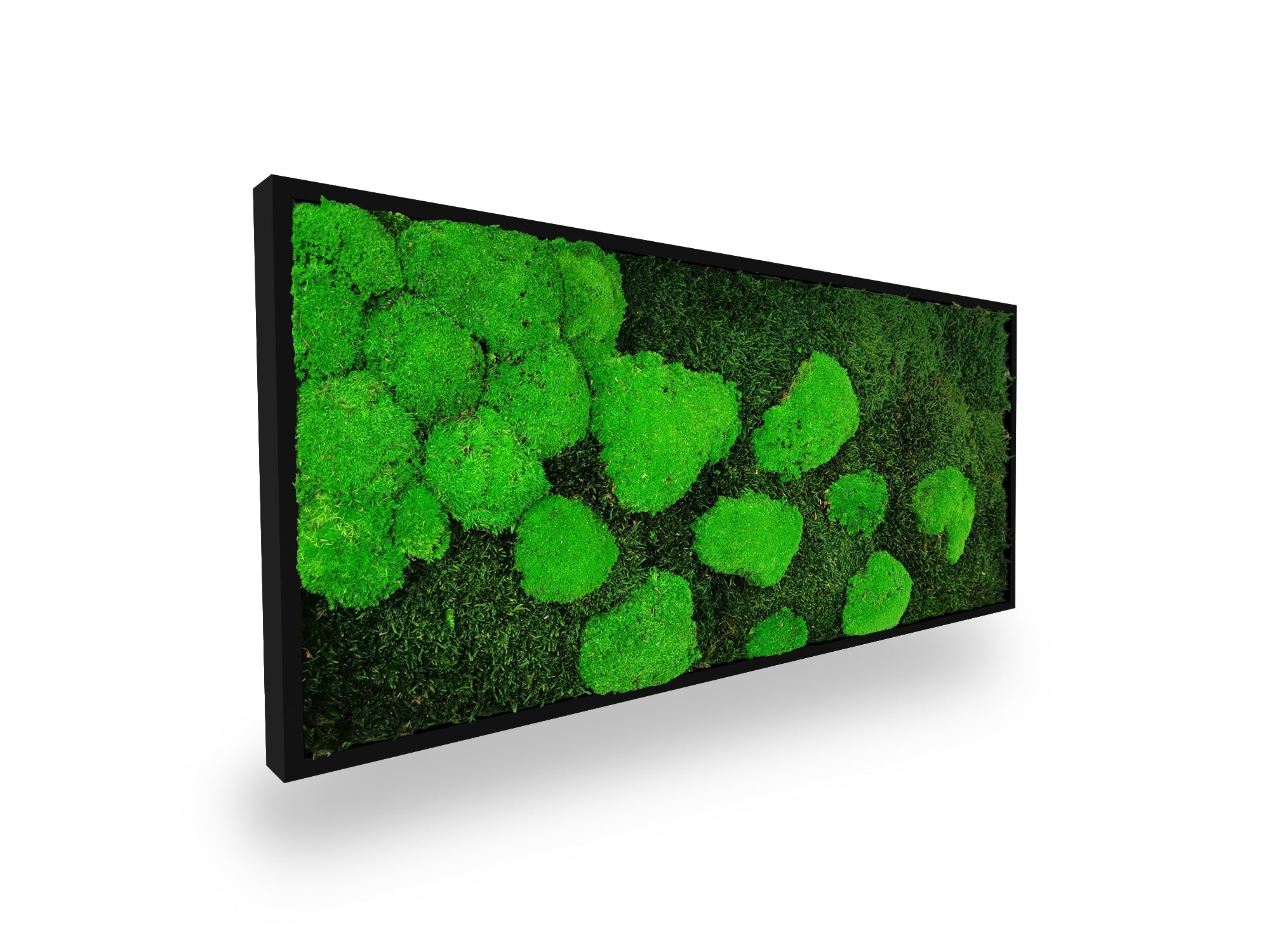 Quadro vegetale naturale stabilizzato al muschio 34x74 cm
