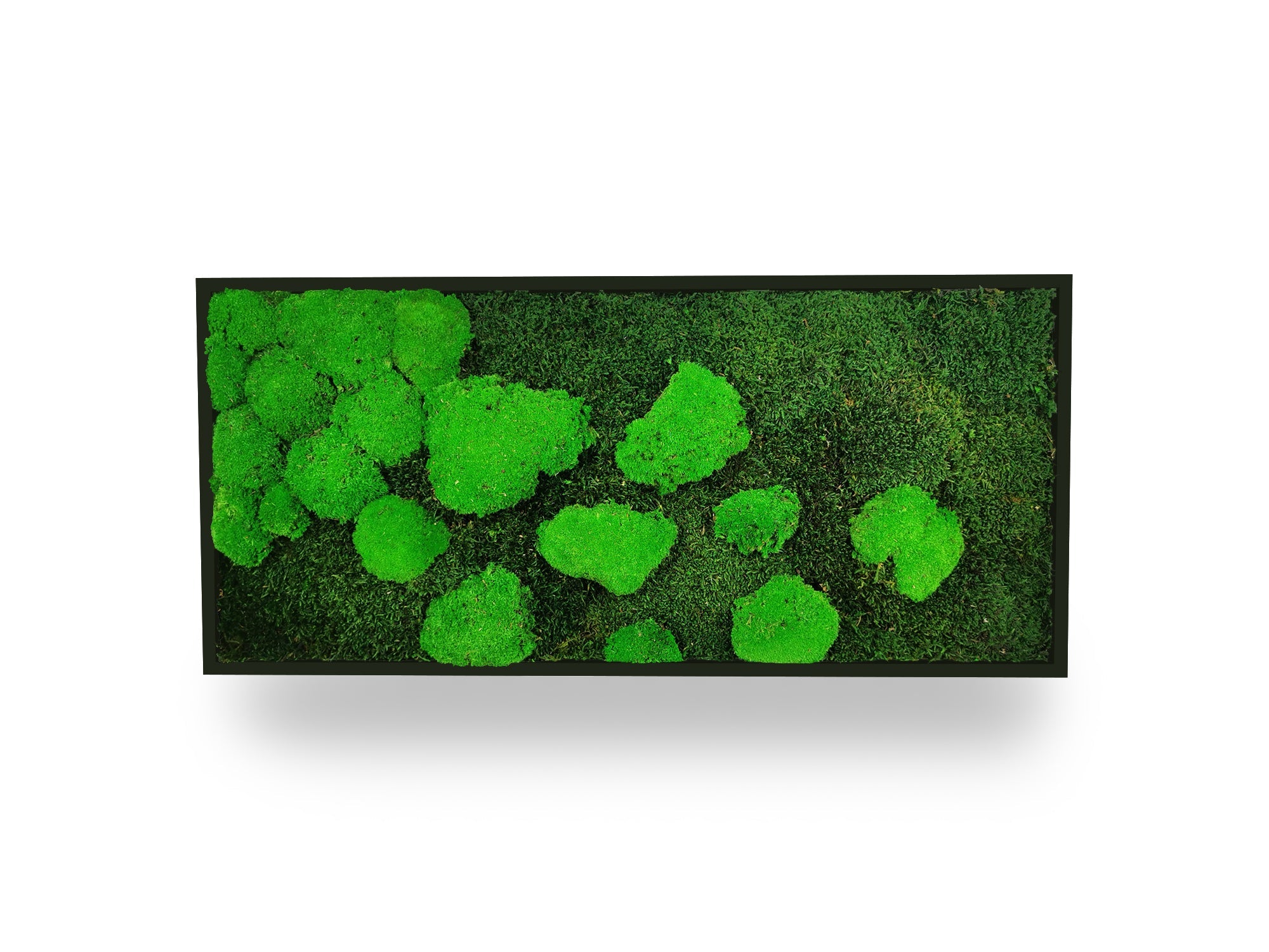Quadro vegetale naturale stabilizzato al muschio 34x74 cm